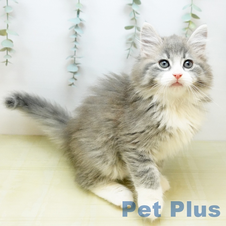 ノルウェージャンフォレストキャットの写真2