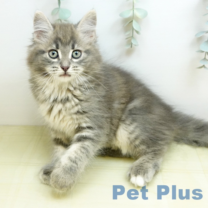 ノルウェージャンフォレストキャット