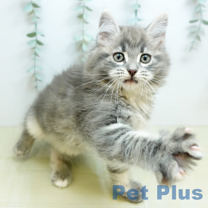 ノルウェージャンフォレストキャットの写真2