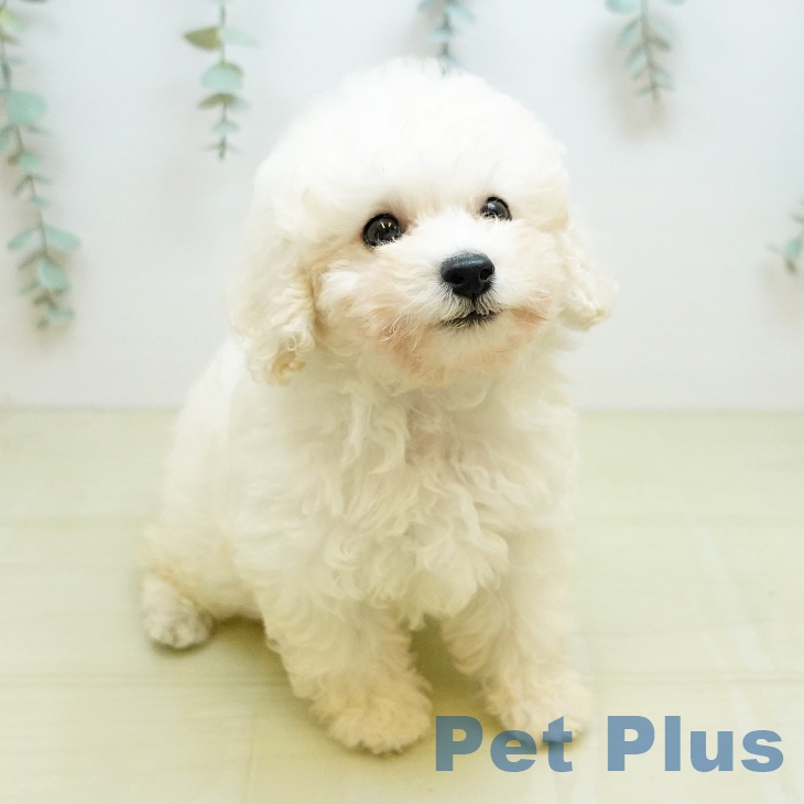 トイ・プードル