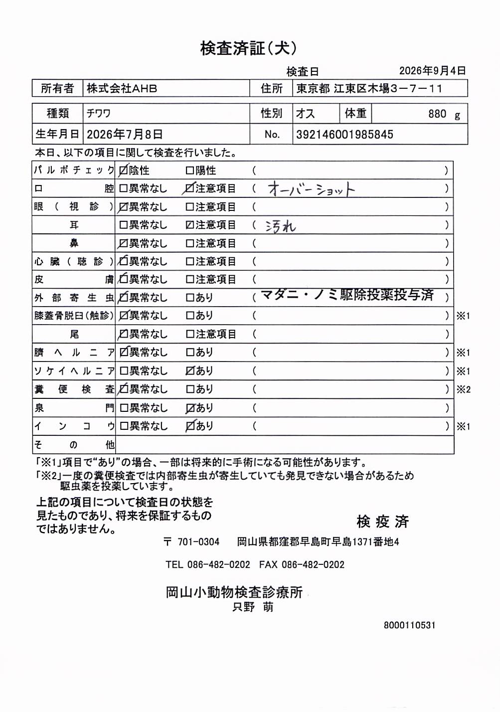 チワワ