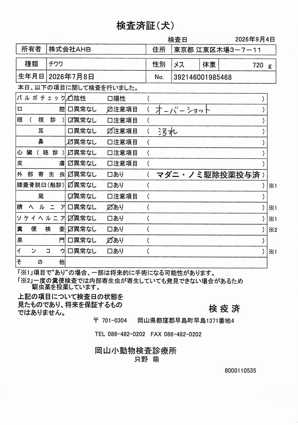 チワワ