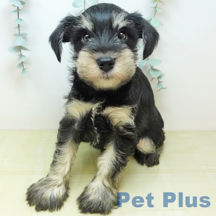 ミニチュア・シュナウザー