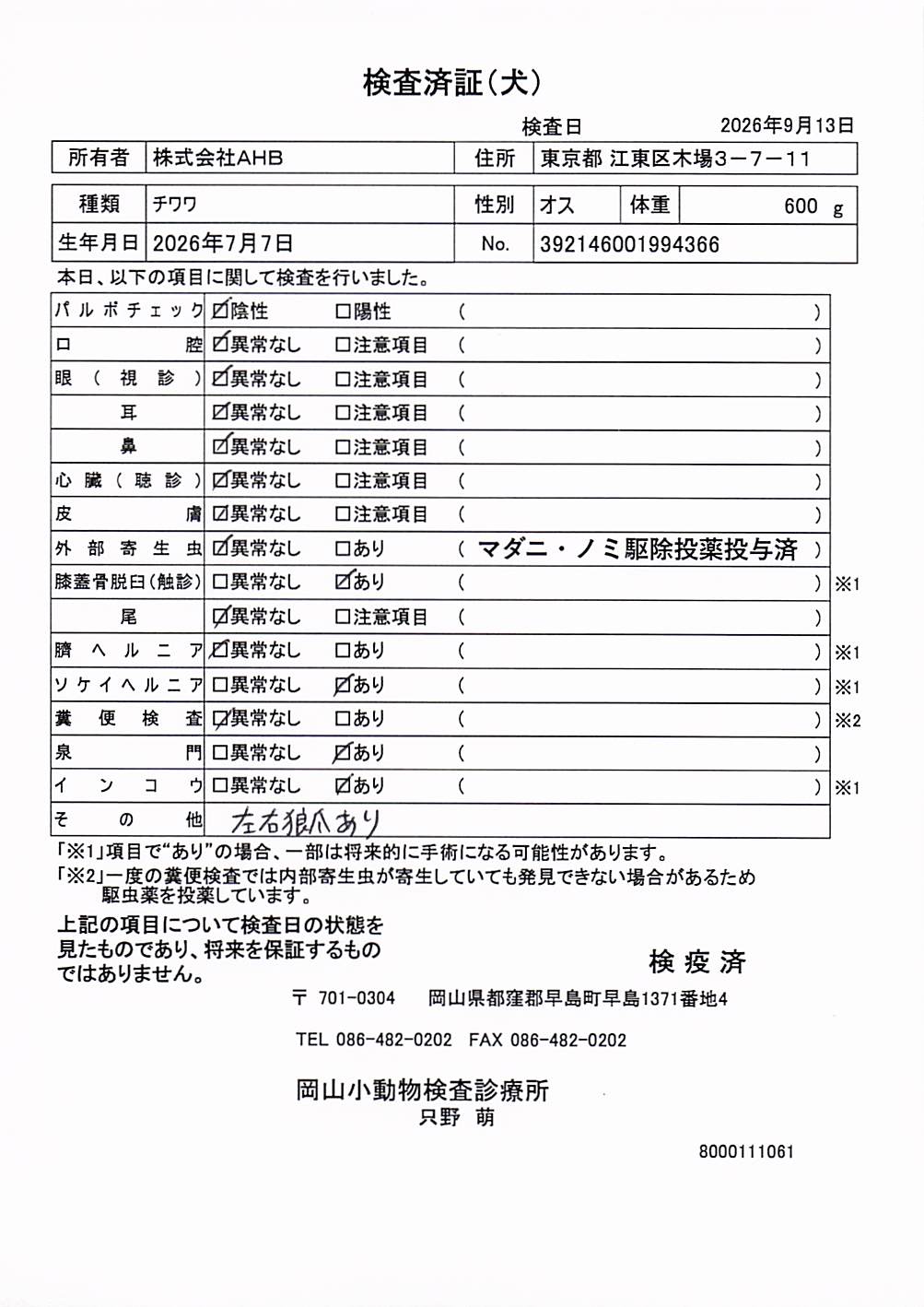 チワワ