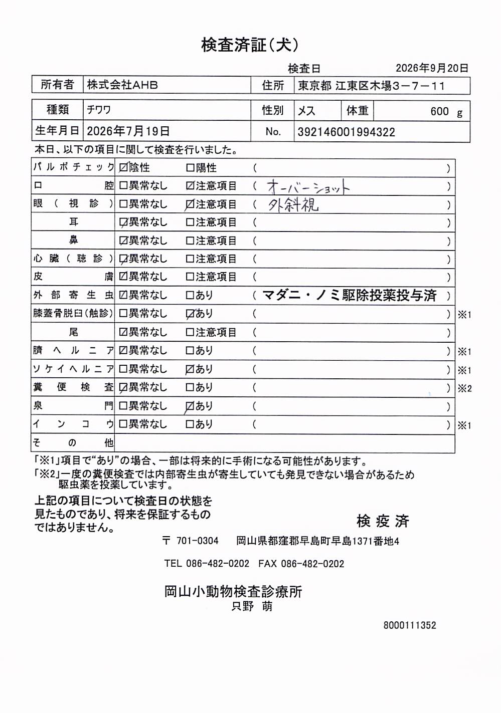 チワワ