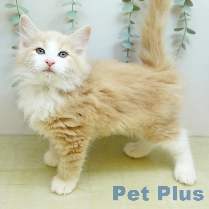 ノルウェージャンフォレストキャット
