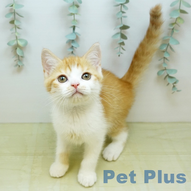 スコティッシュフォールドの写真2