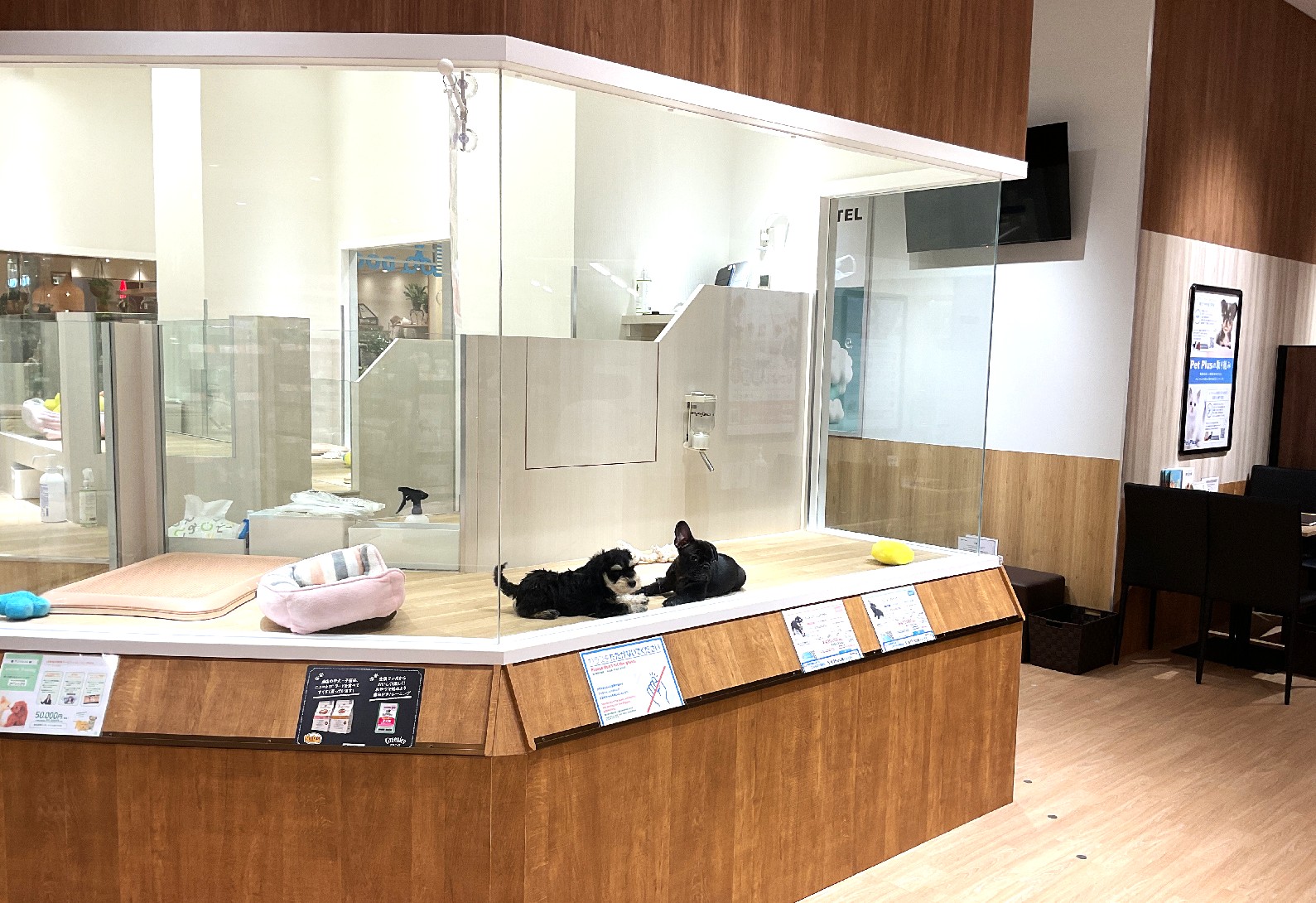 ペットプラス モザイクモール港北店の写真