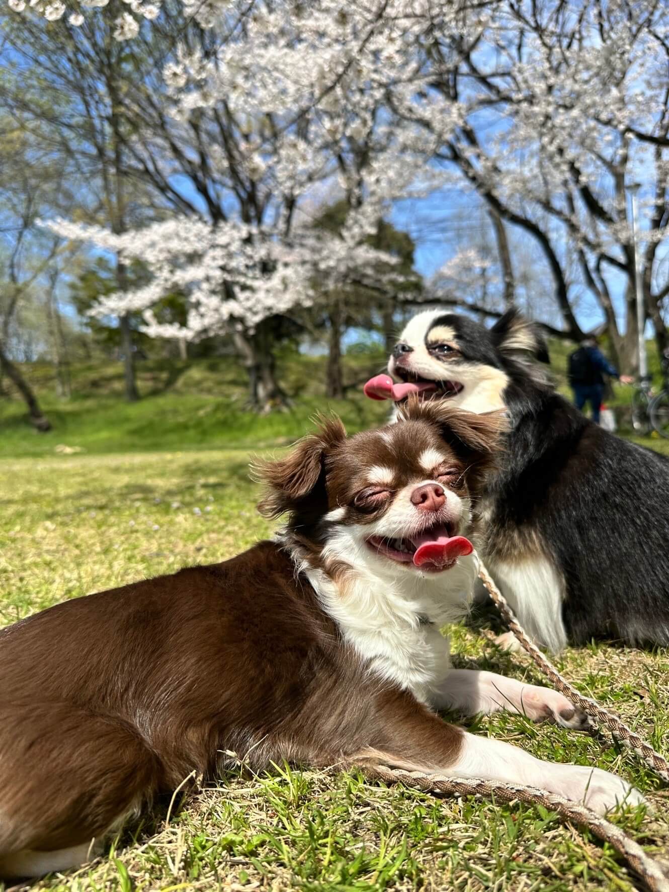 もちこ&きなこ