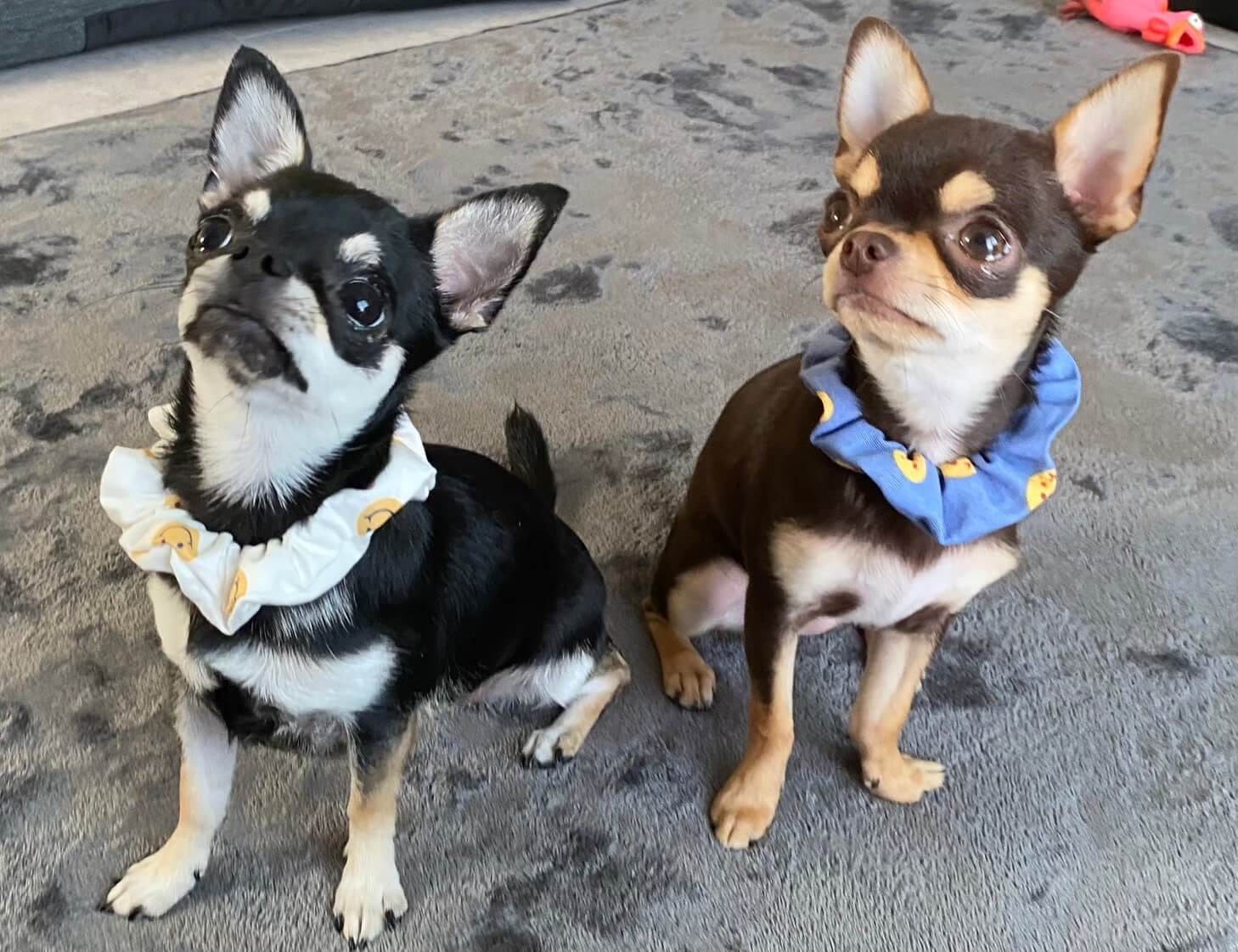 あーる&える&ここる