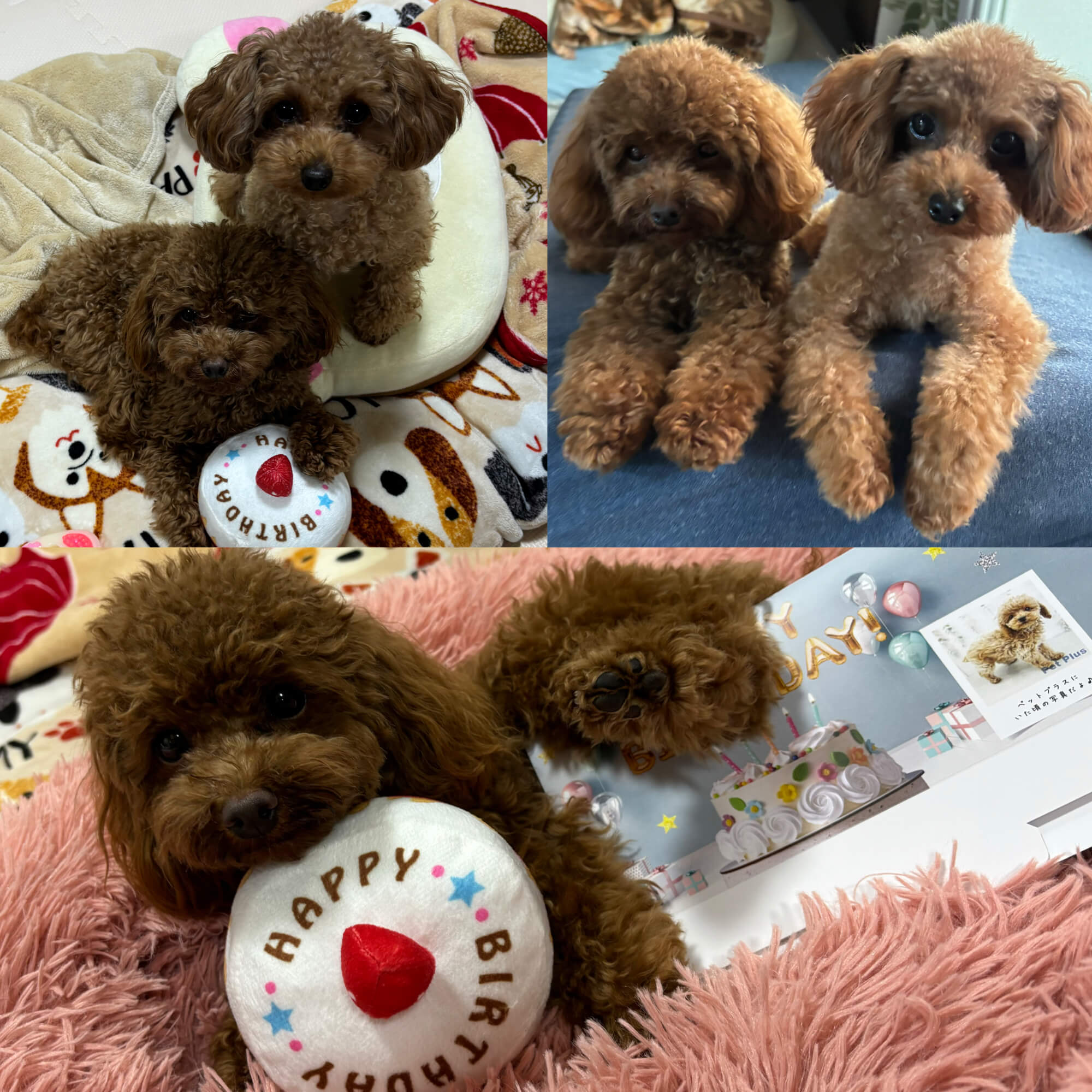 ピコラ&シフォン