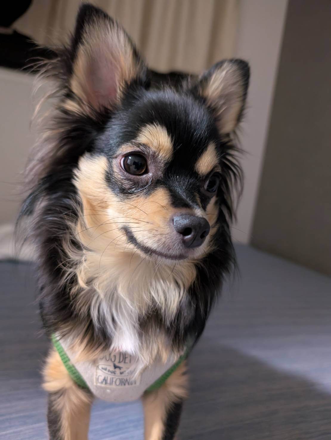 風牙（ふうが）