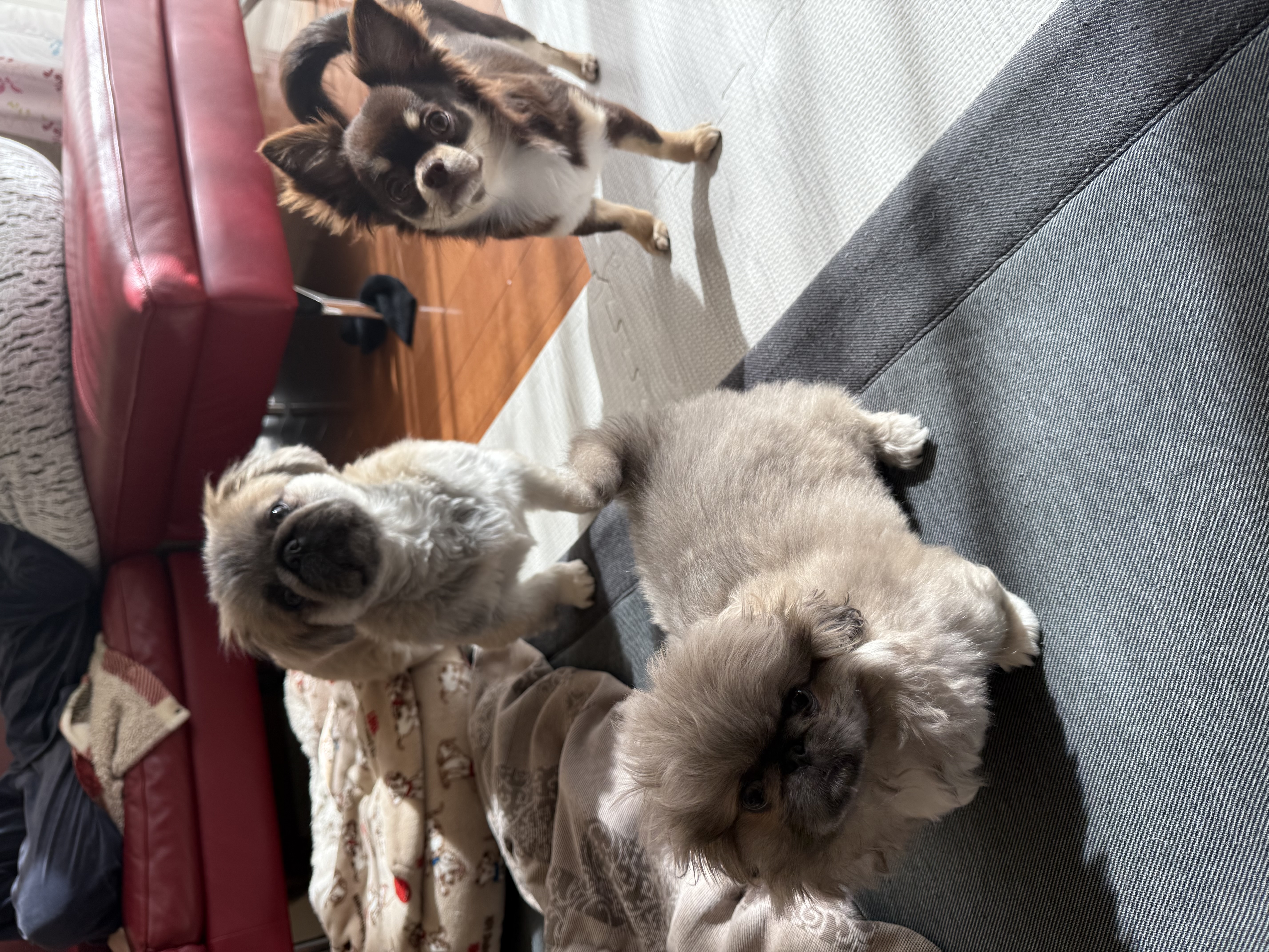 パン&ポム&オコゲ