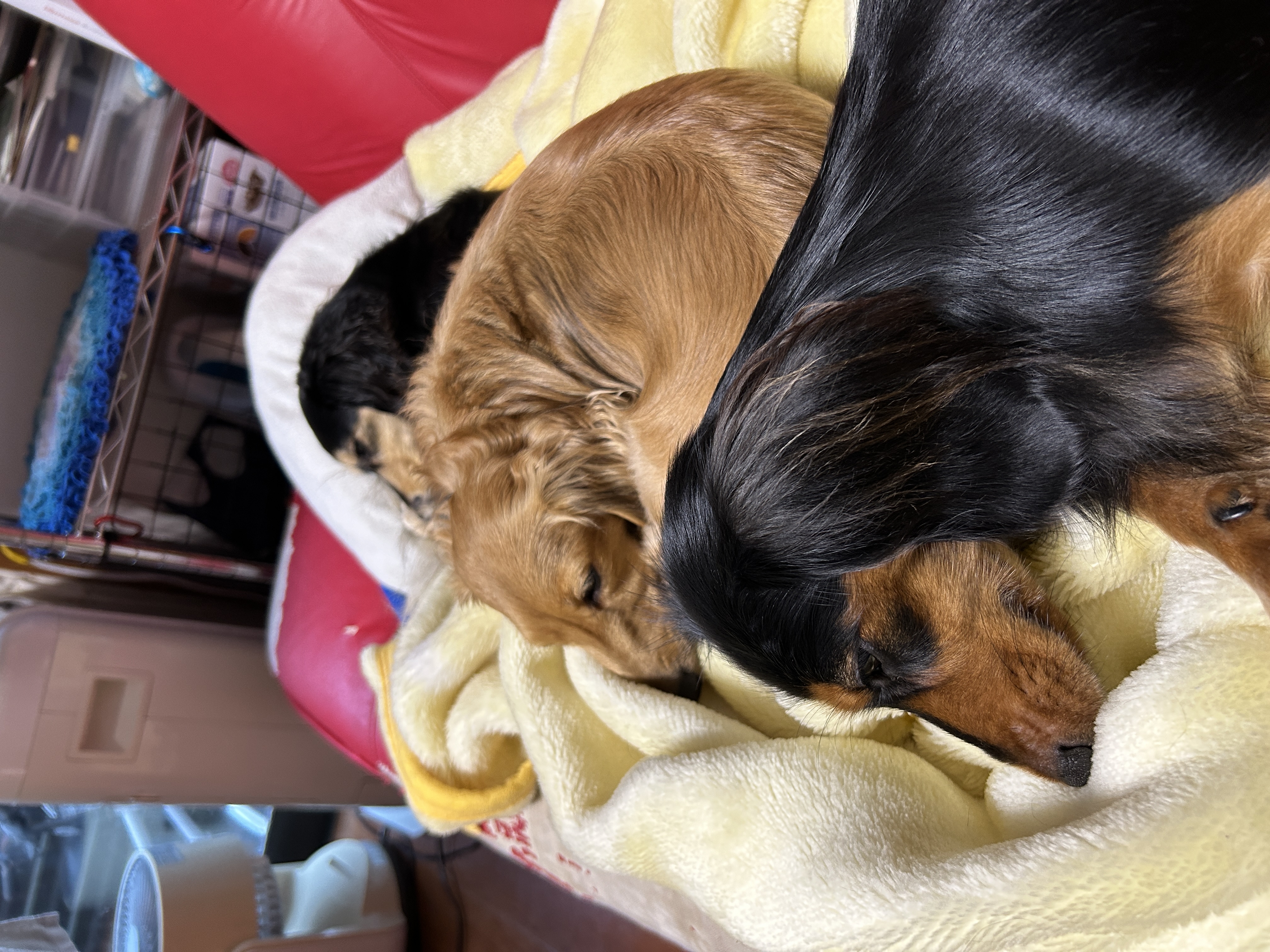 ぽんず&ゆず&おちょこ