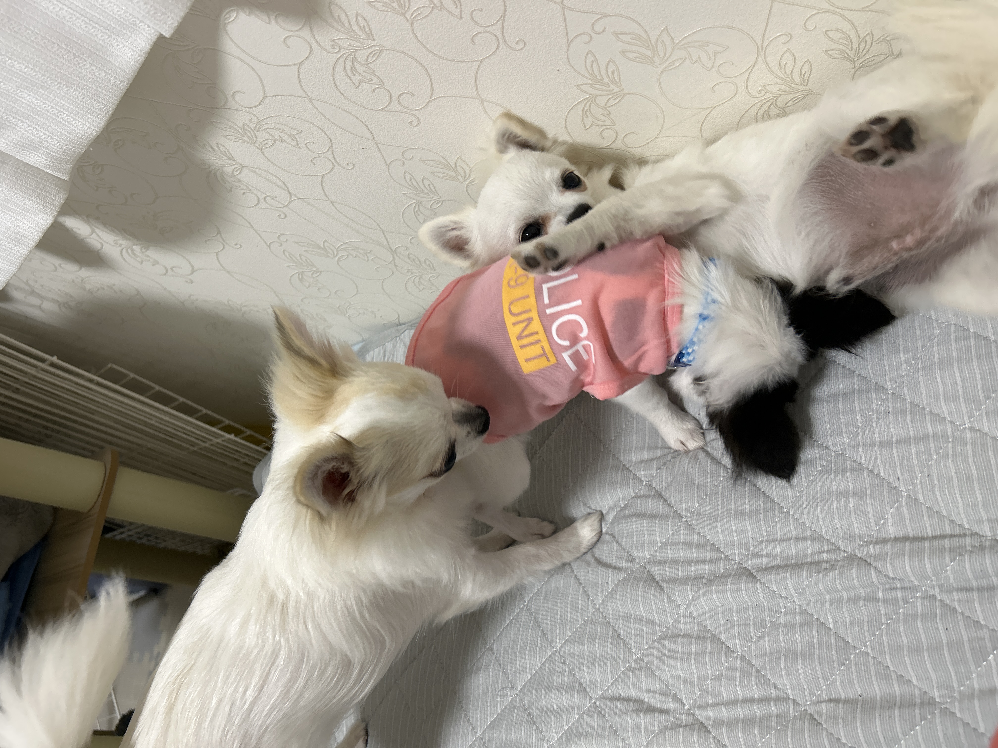 ハク&リン&セン