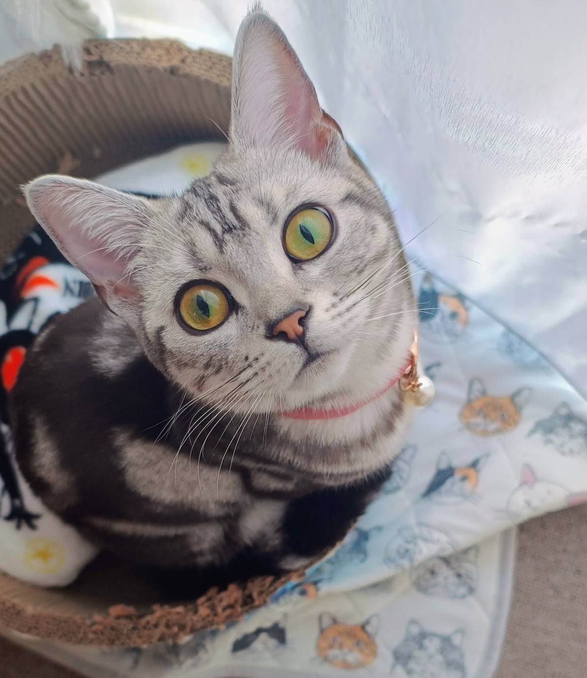 ノア&ラテ&モカ