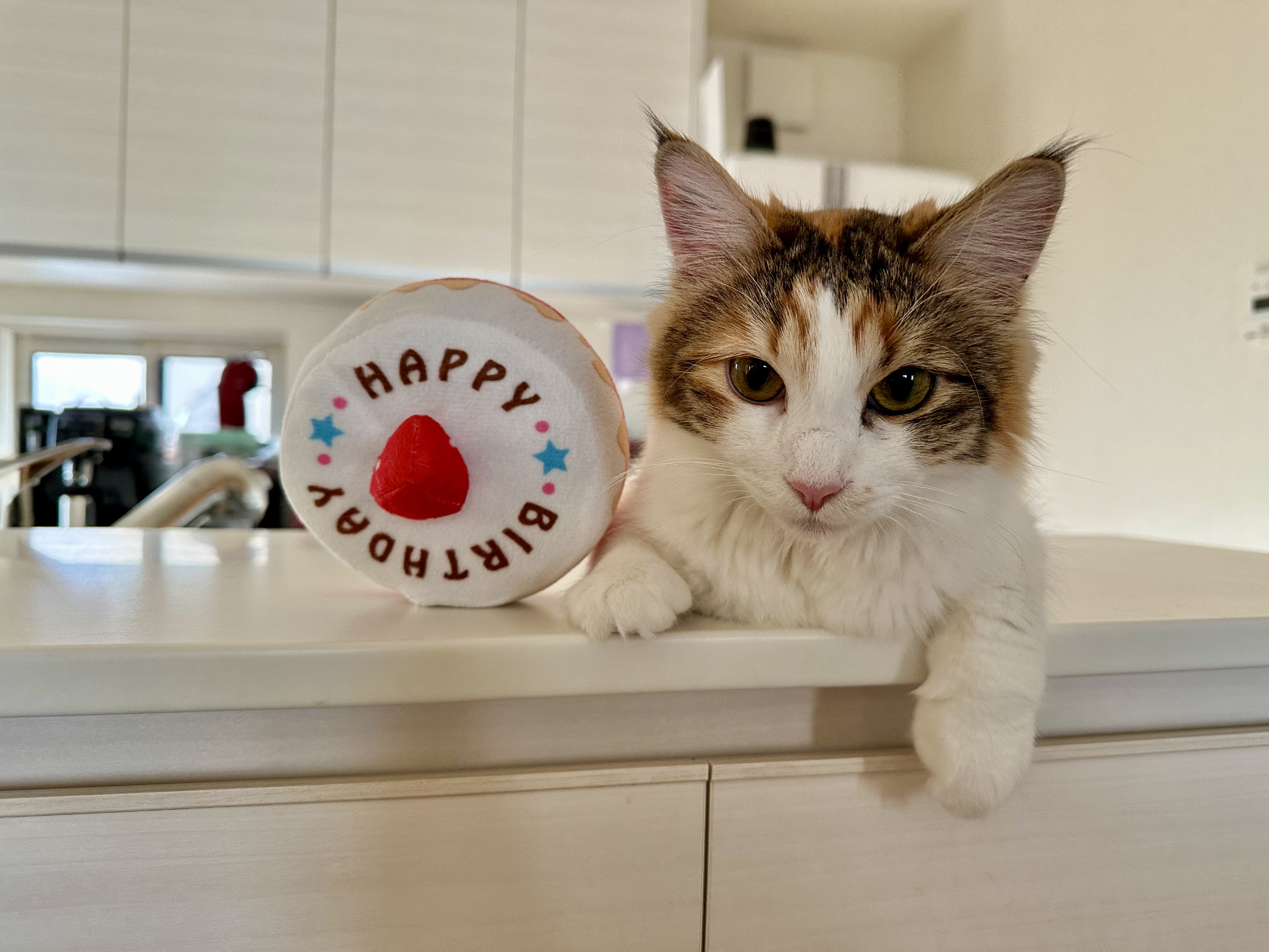 祈子（のるこ）