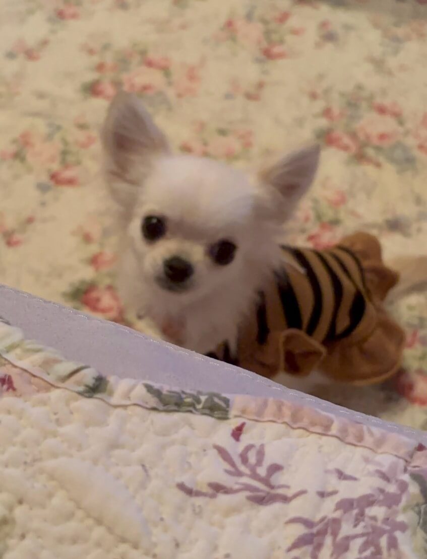 ムーン&メープル