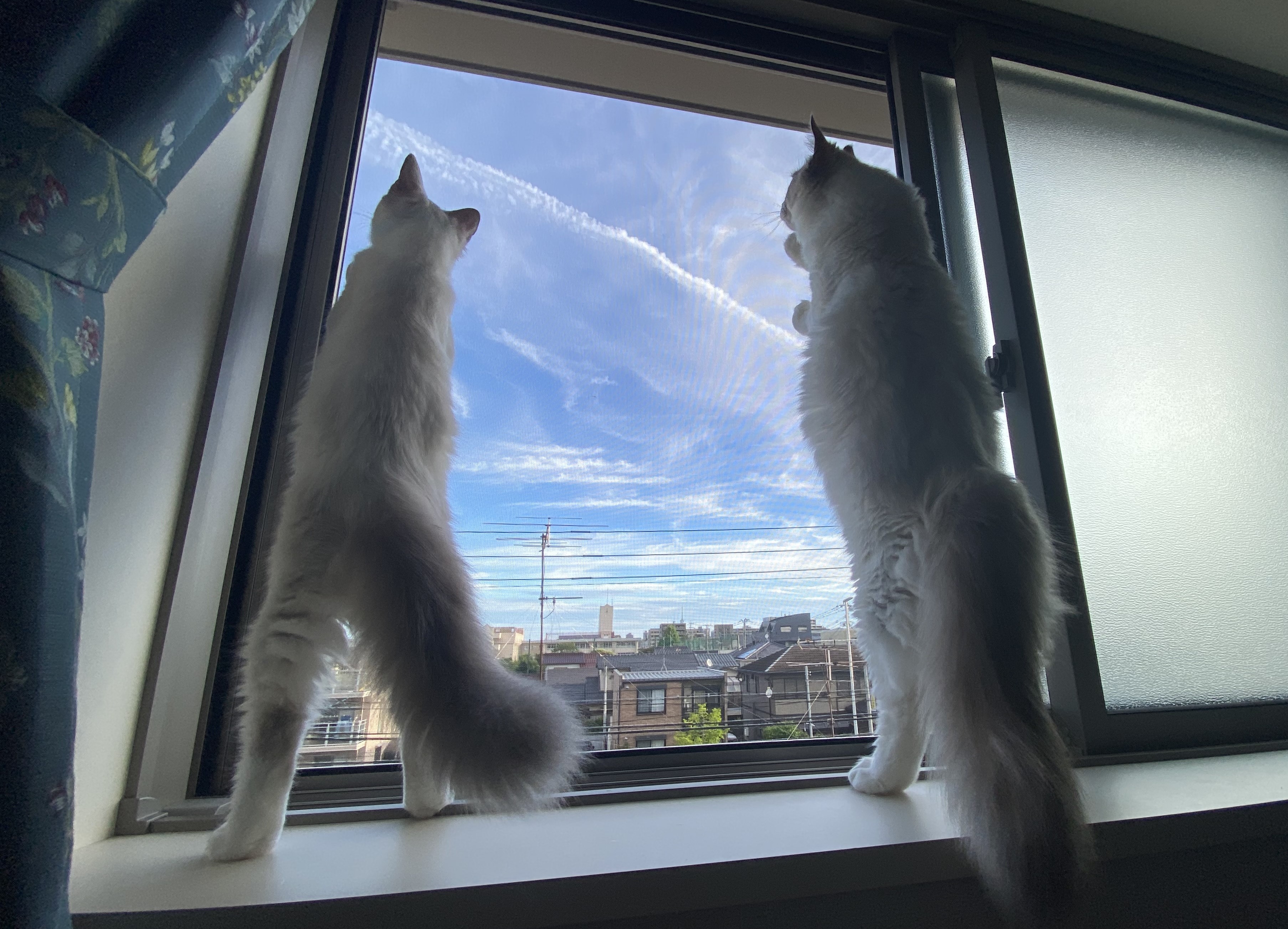 ハウル&ソフィー