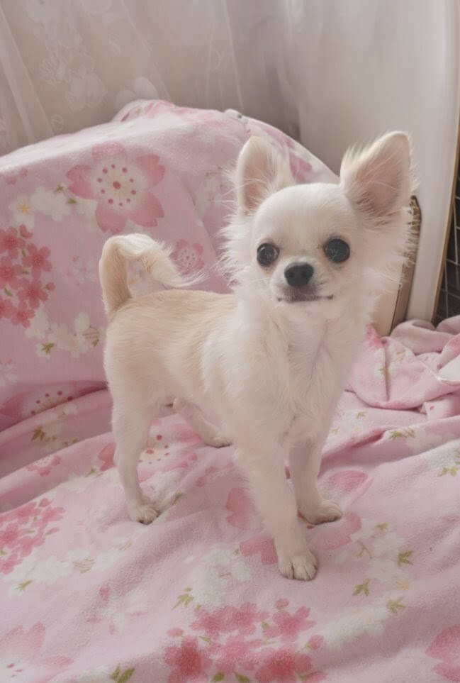 ミーアイ（MEi）