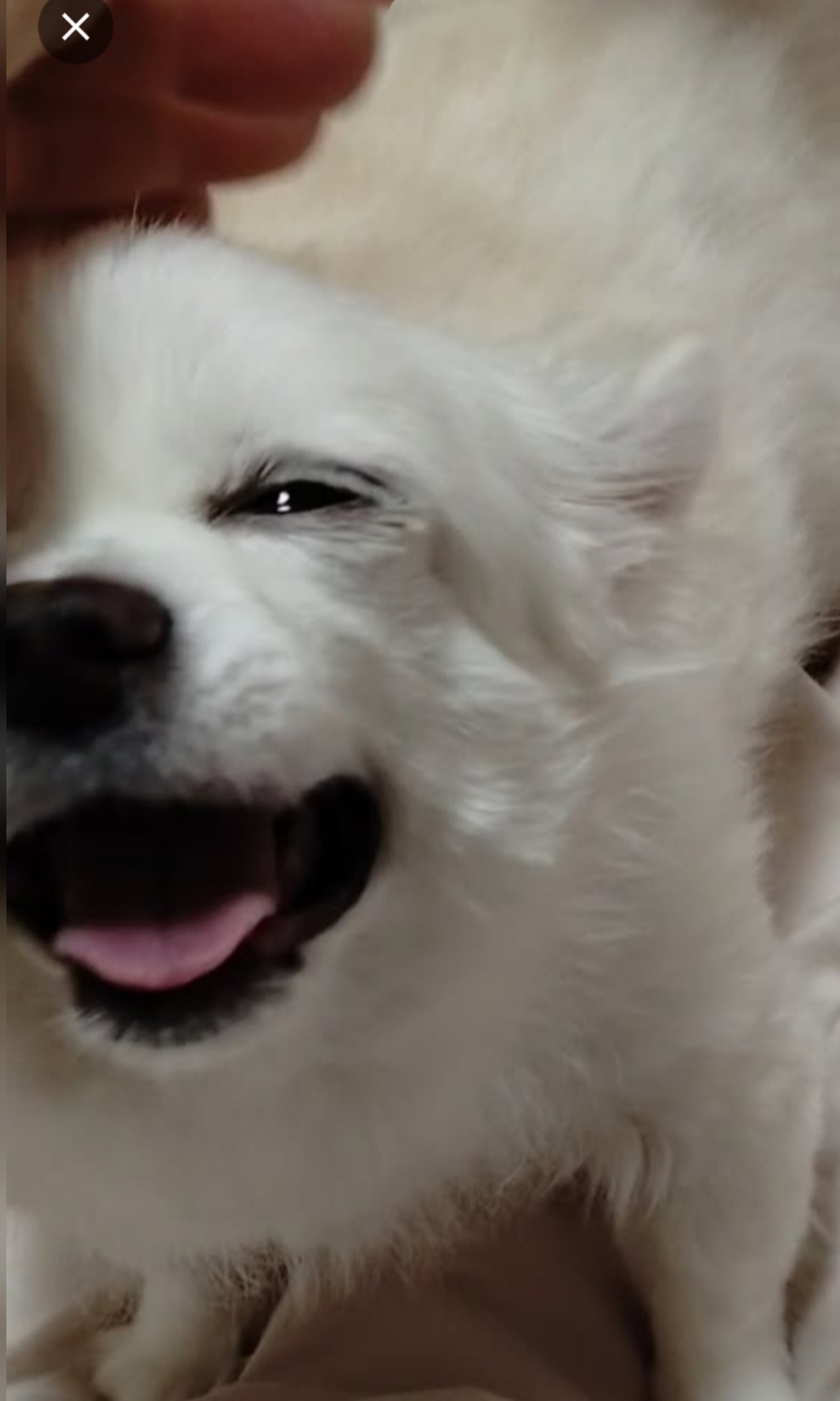 こはる