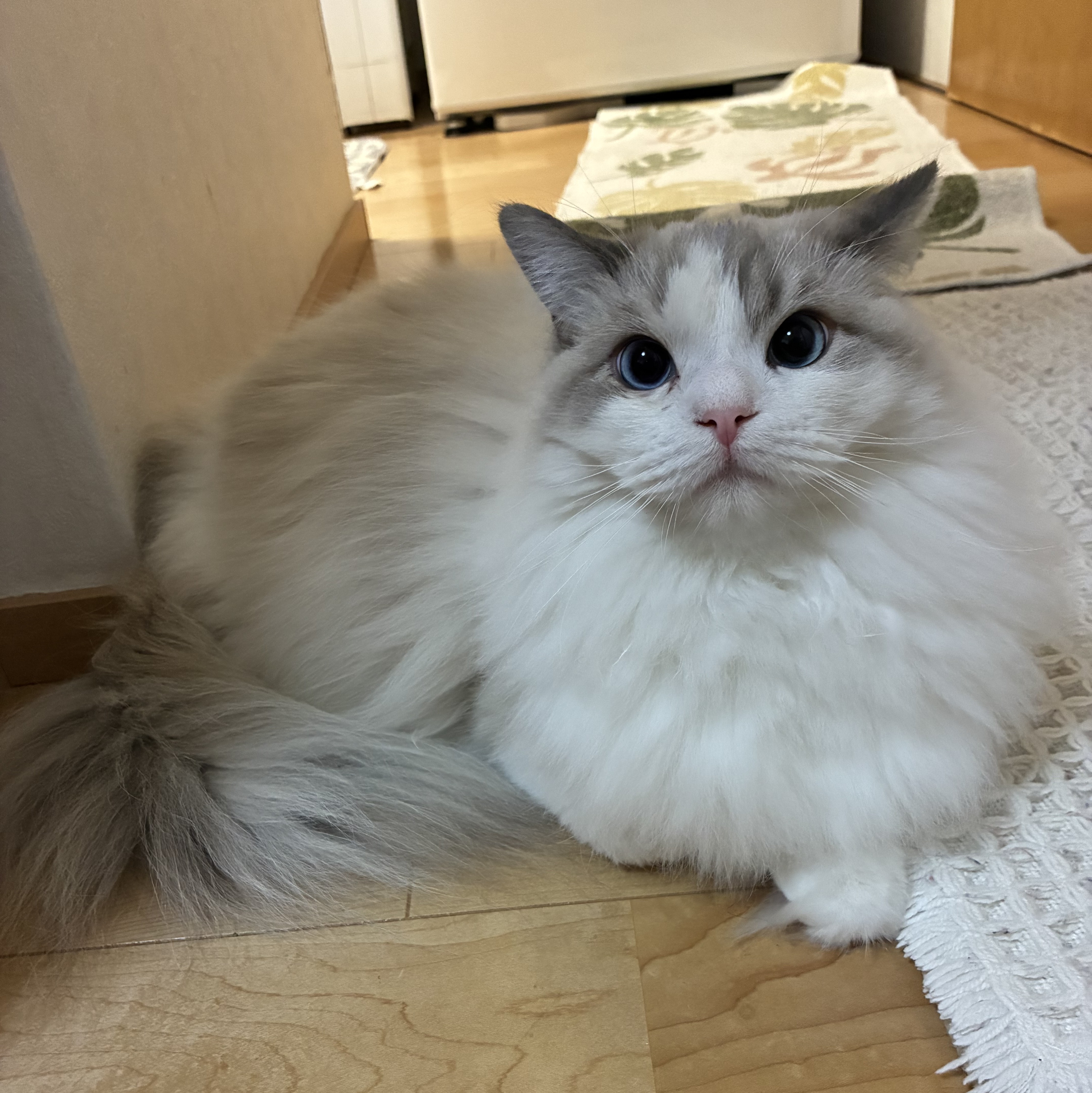 テトラ