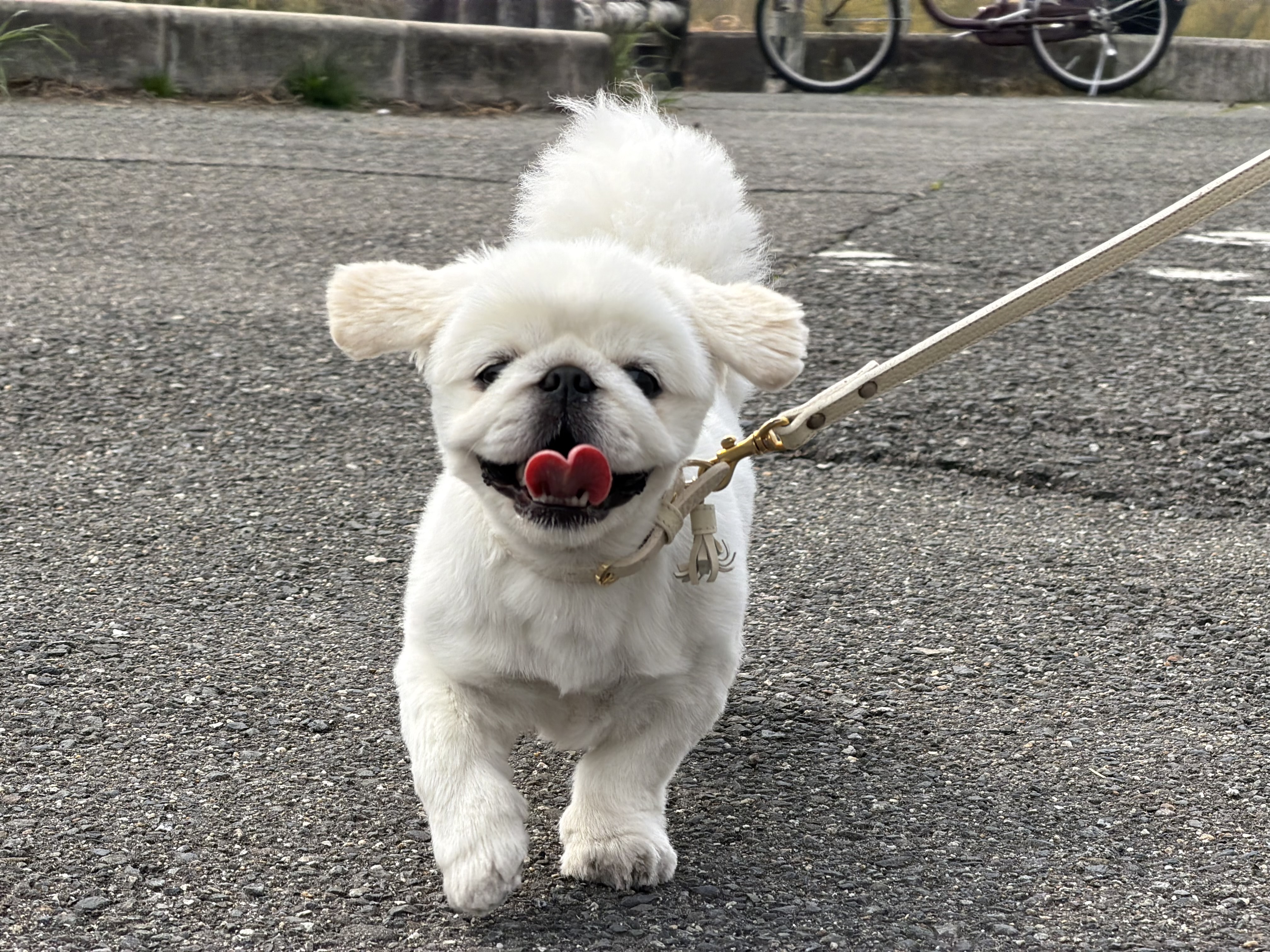 いぬんちょすマリ・翠