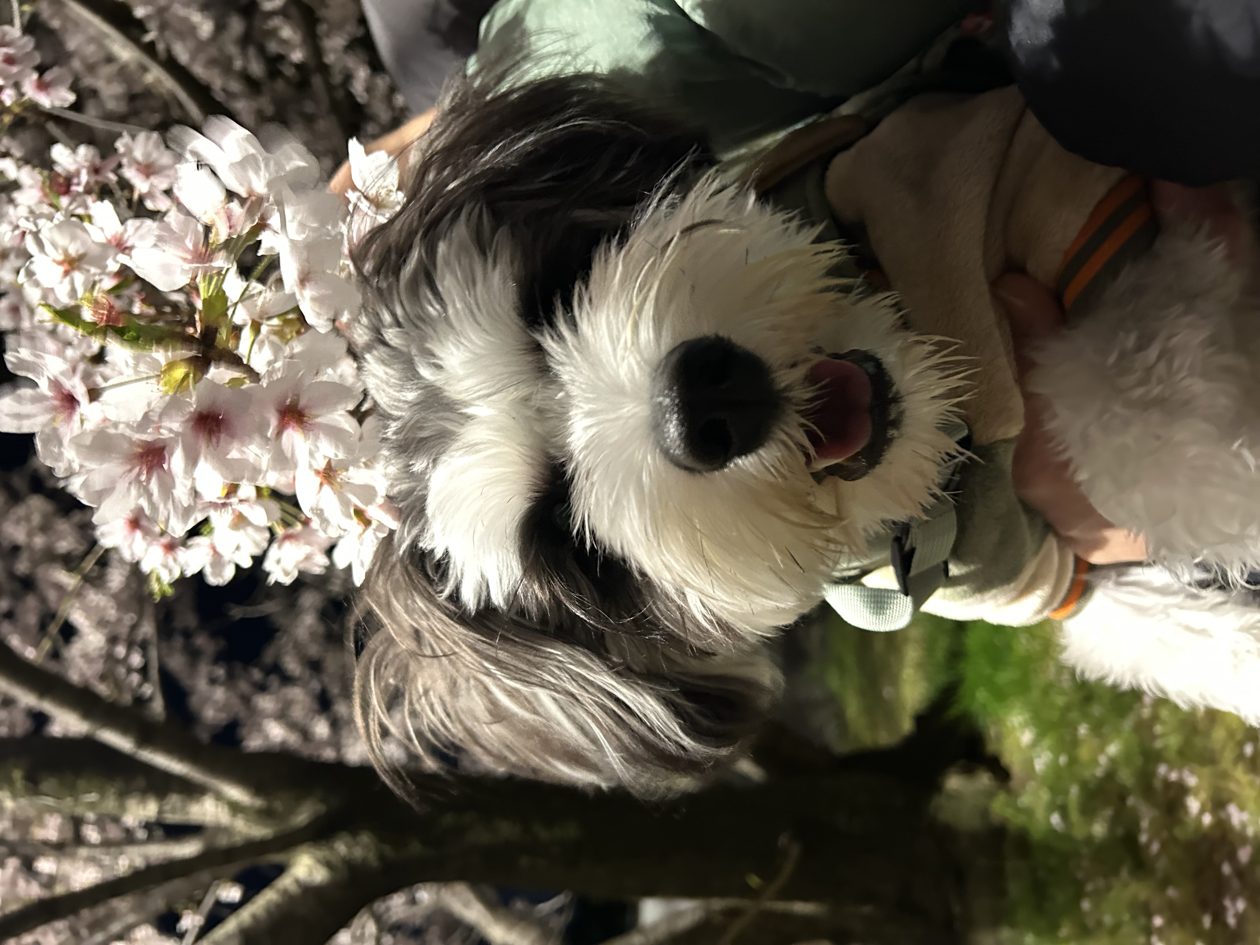 ほっけ