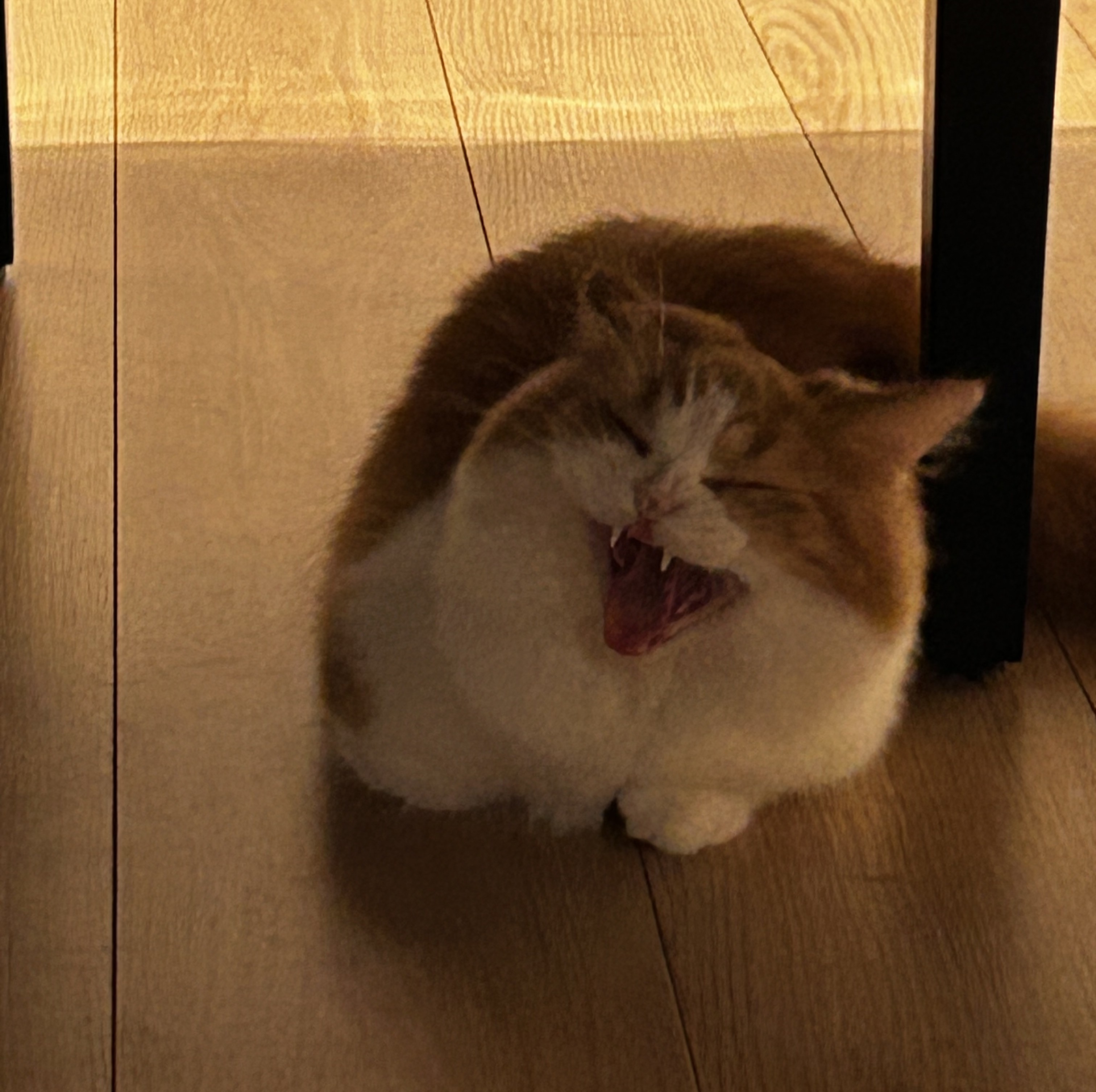 ちみ