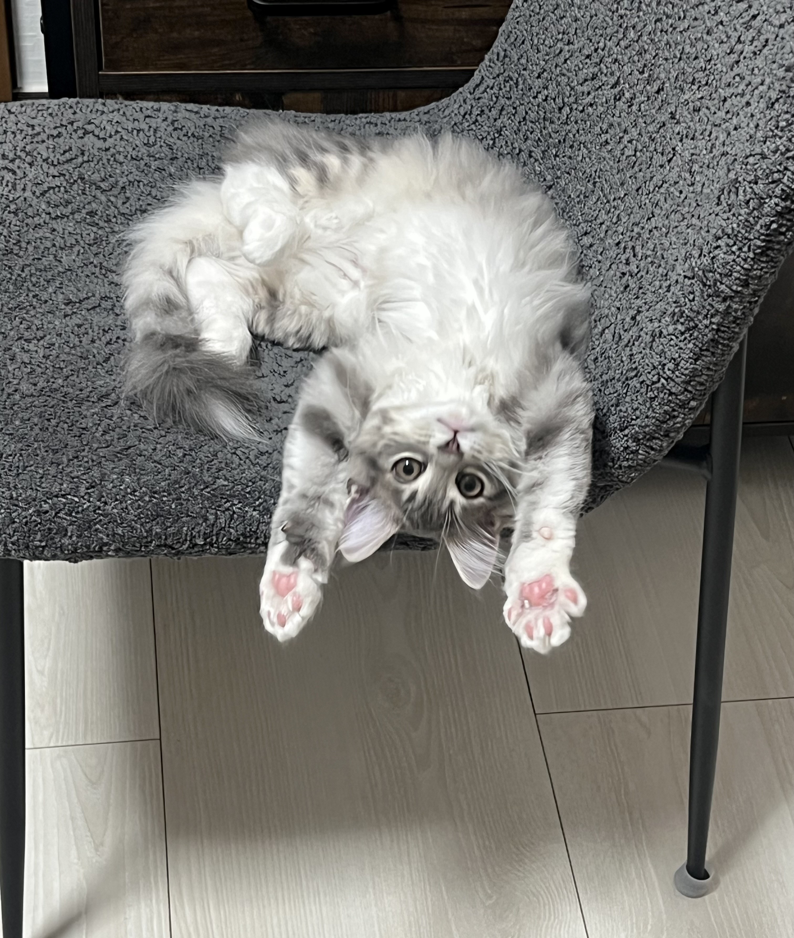 ゆき