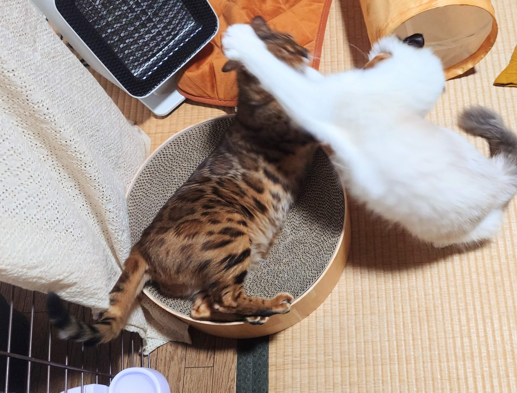 メロン