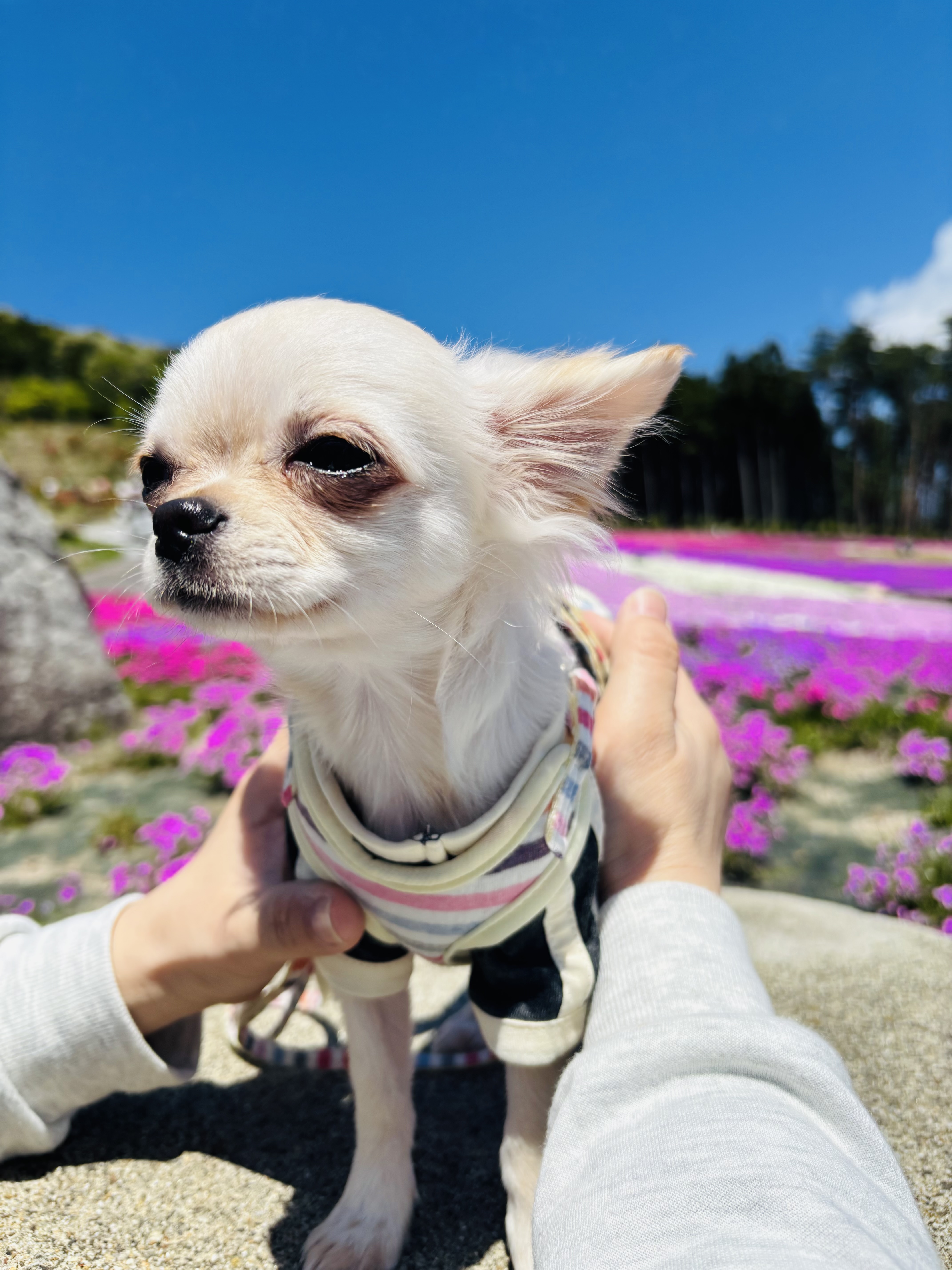 ぴの