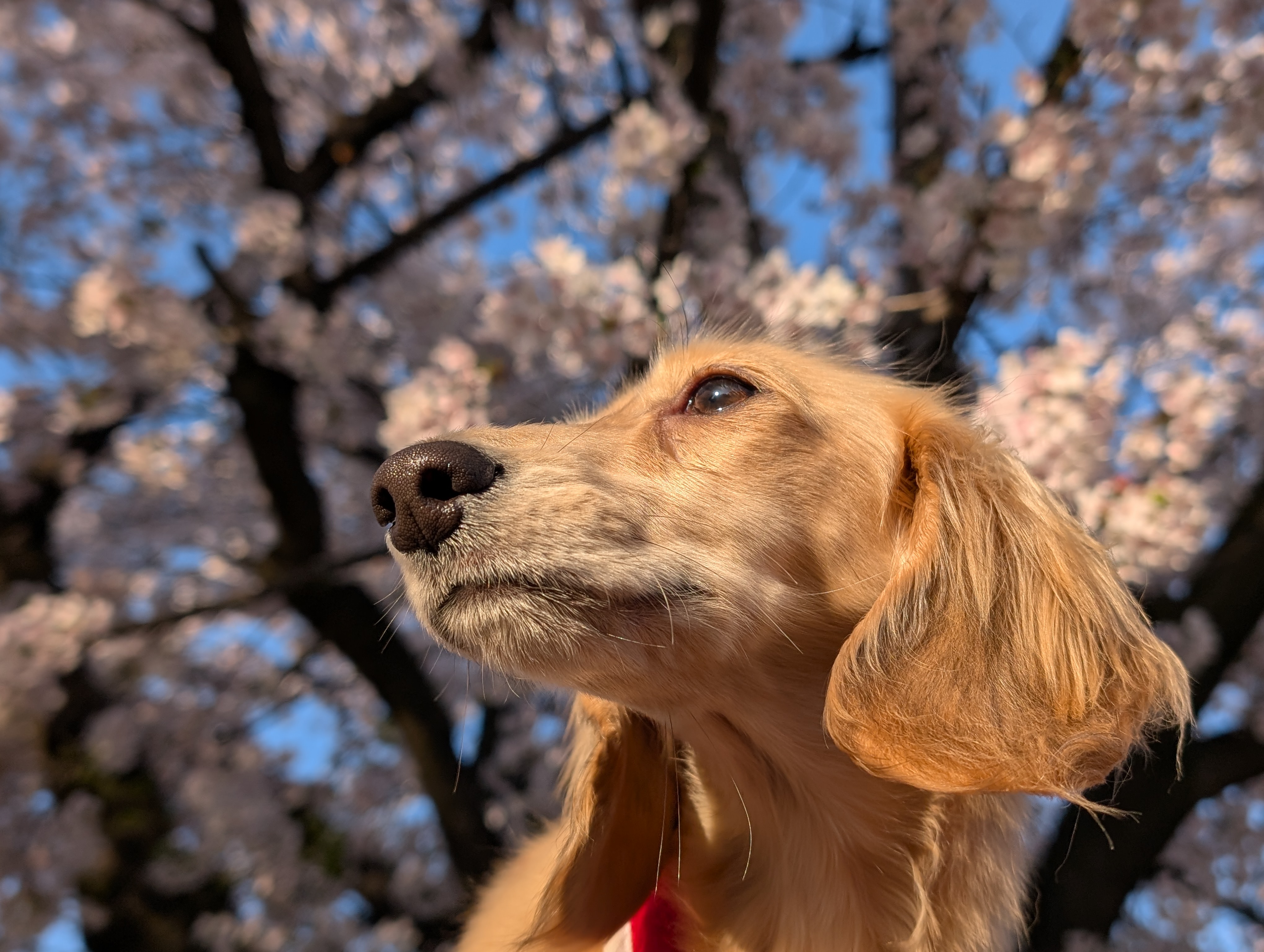 サディ
