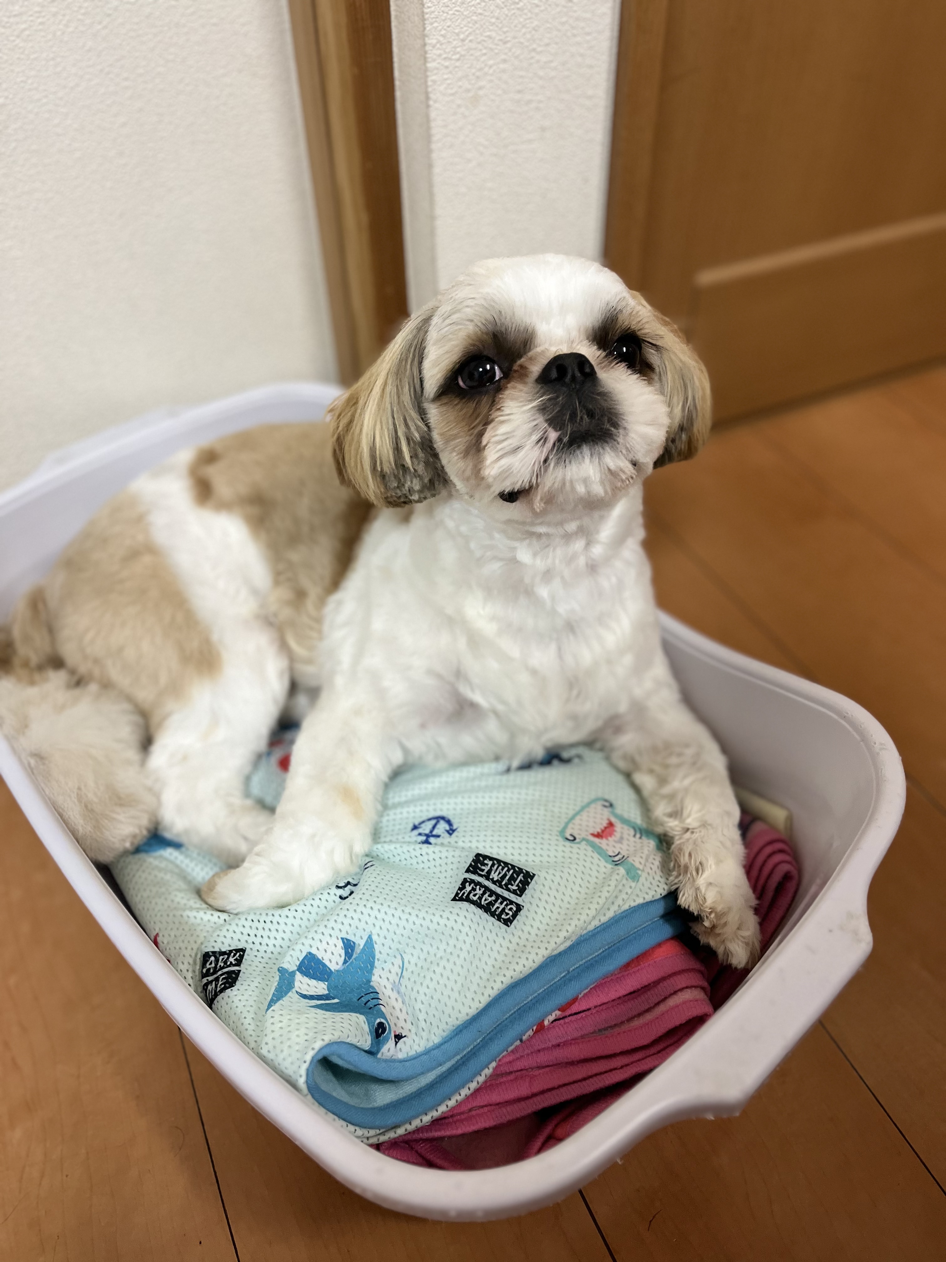 プア