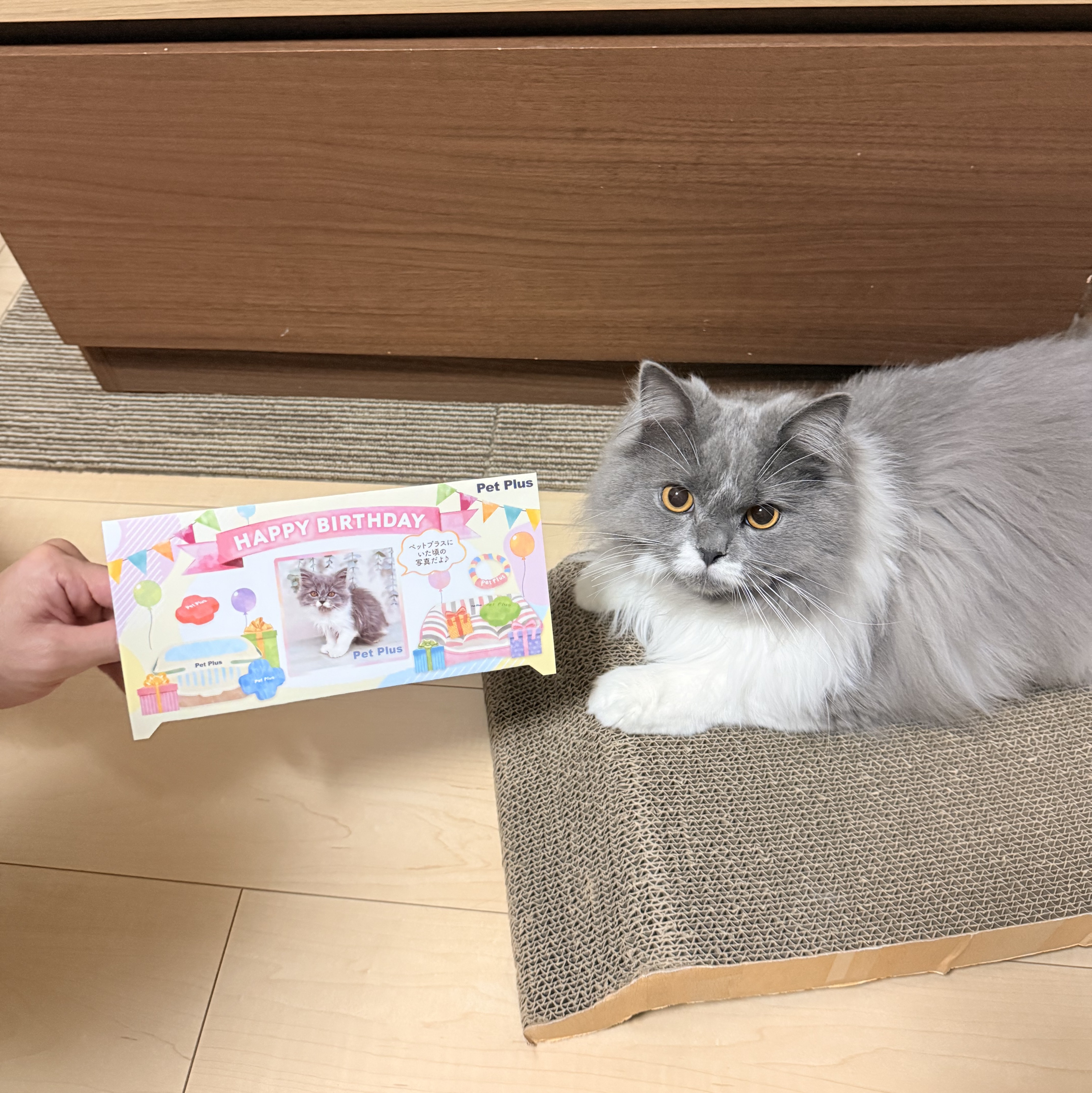 ロコ