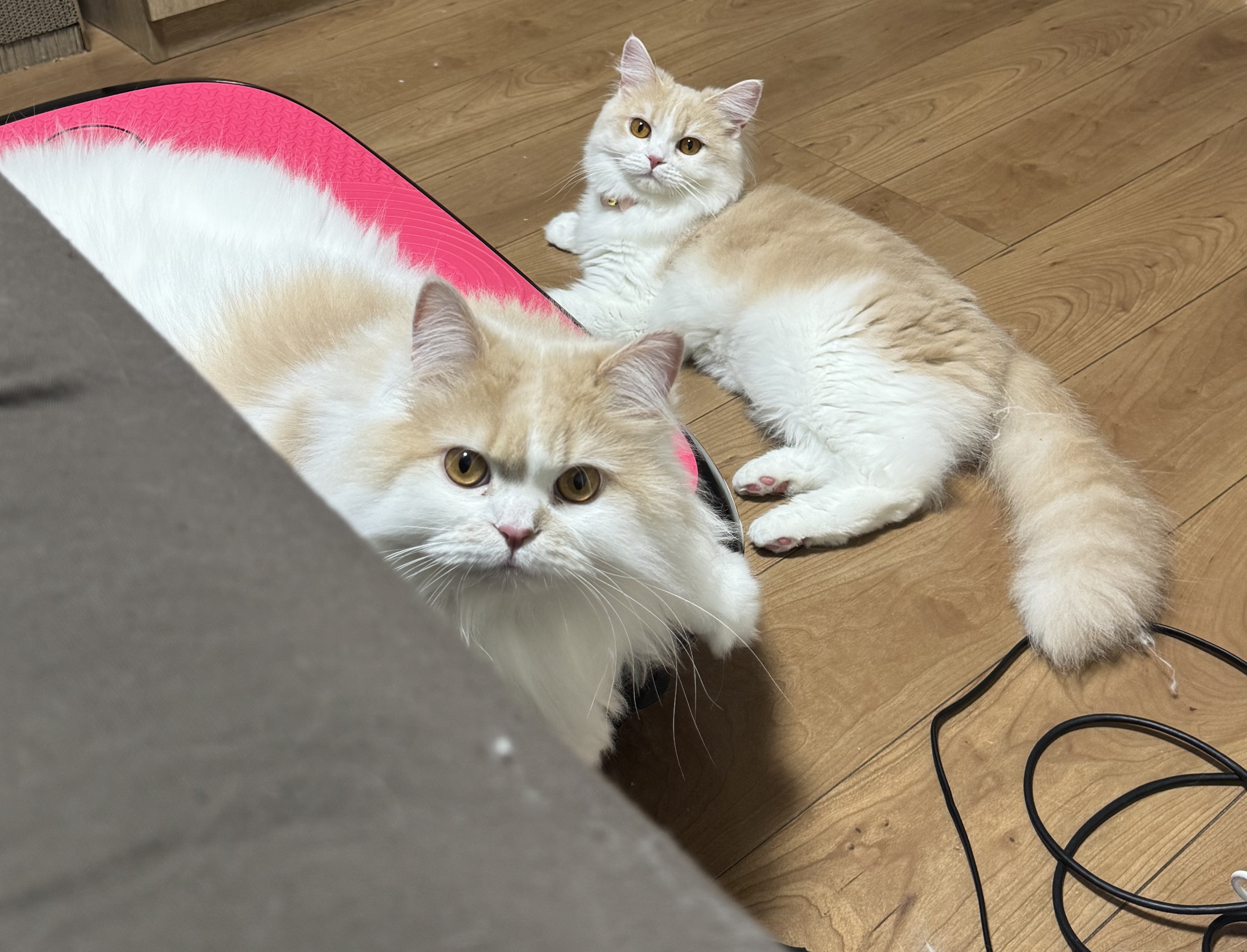 にこ
