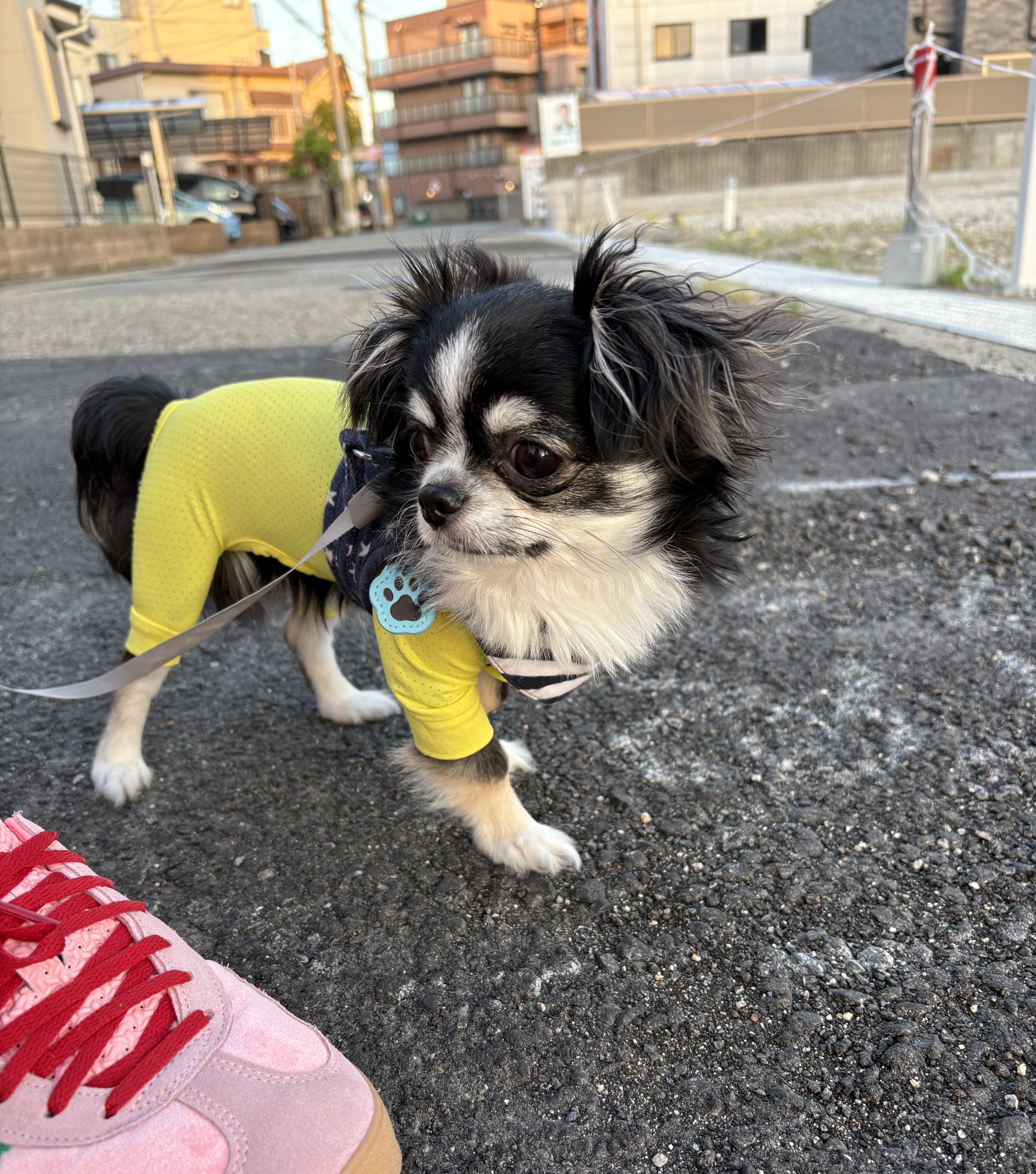 くろまめ