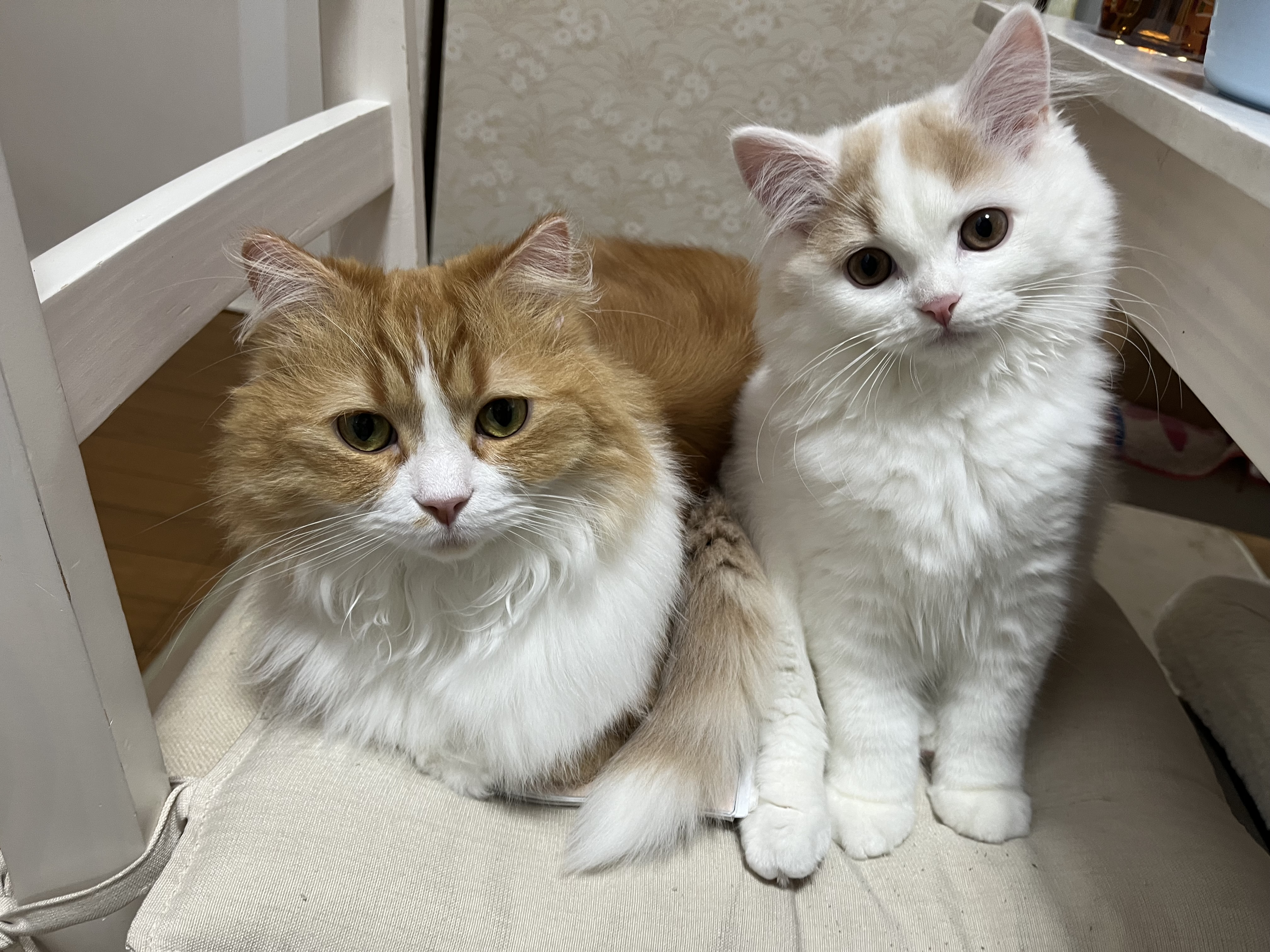 茶々丸&琥珀