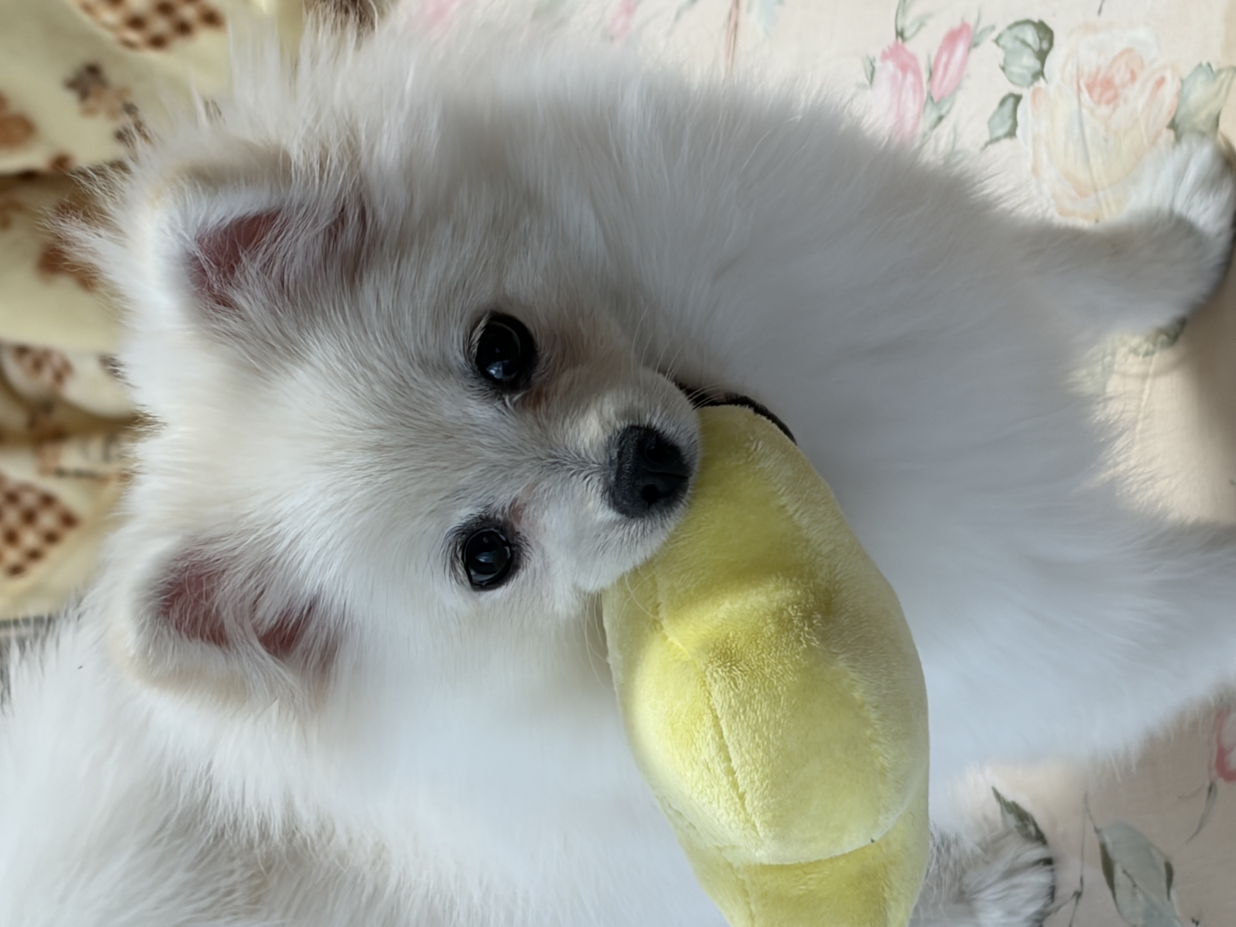 シロ