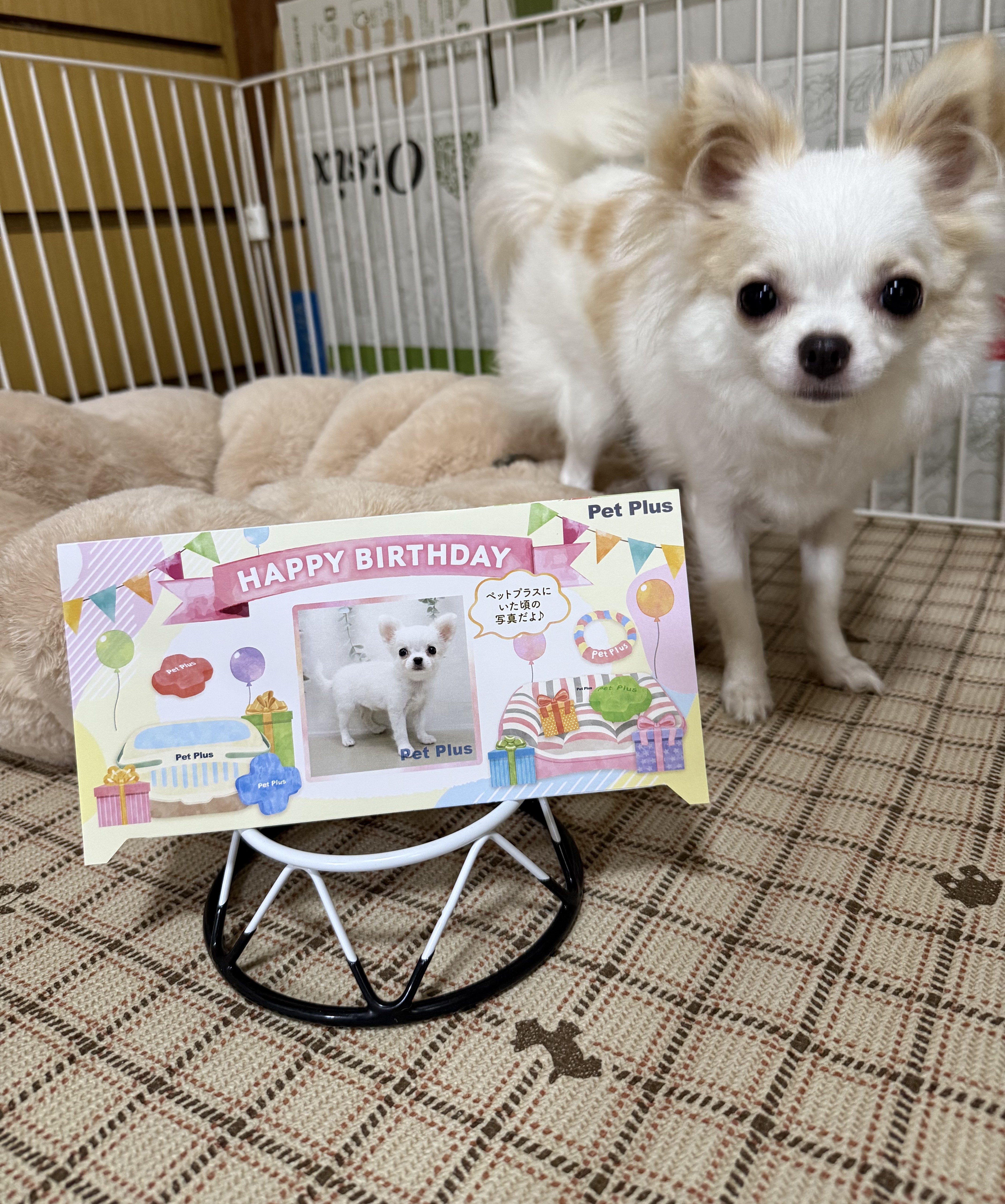 こむぎ