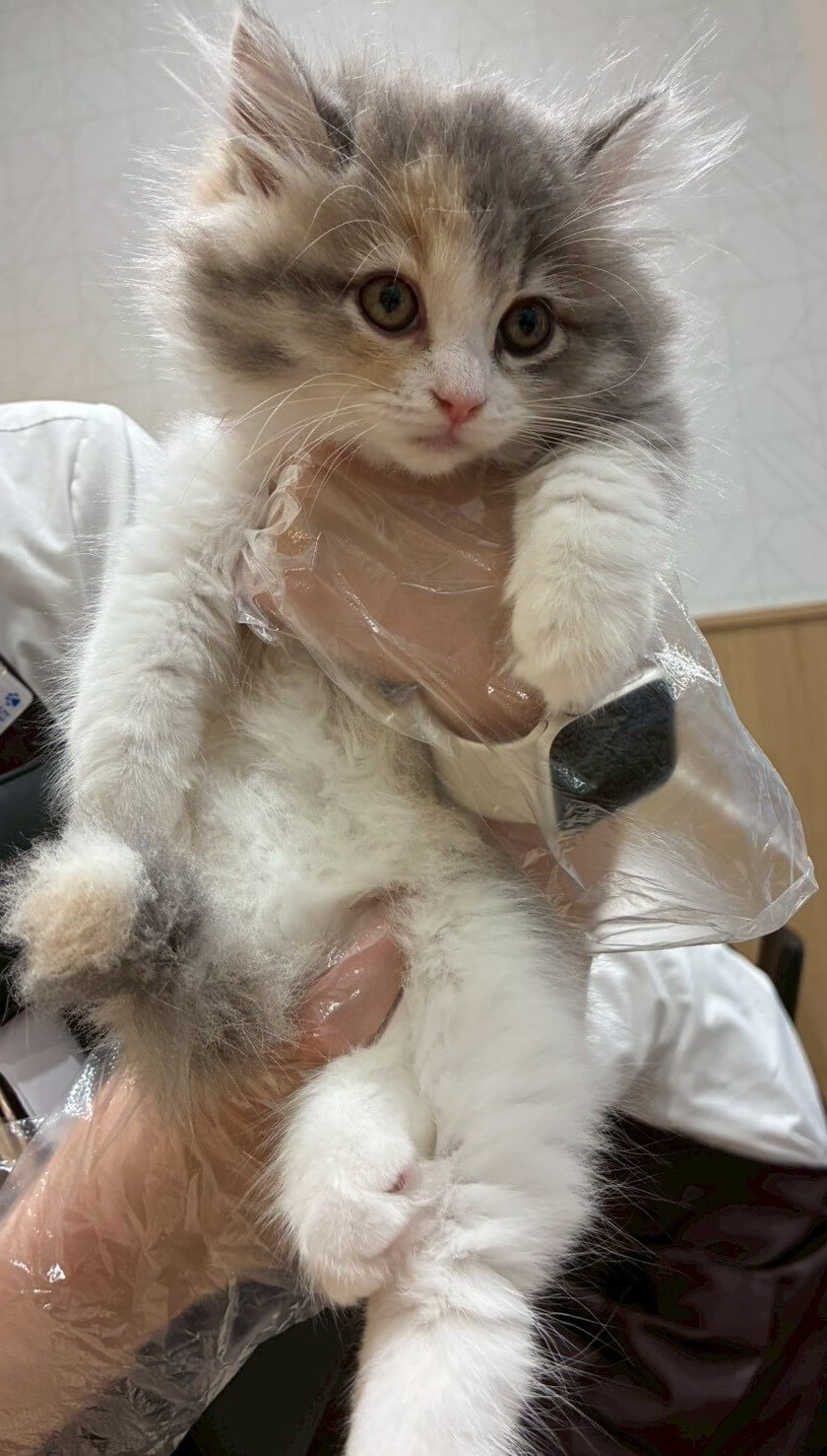 Lulu