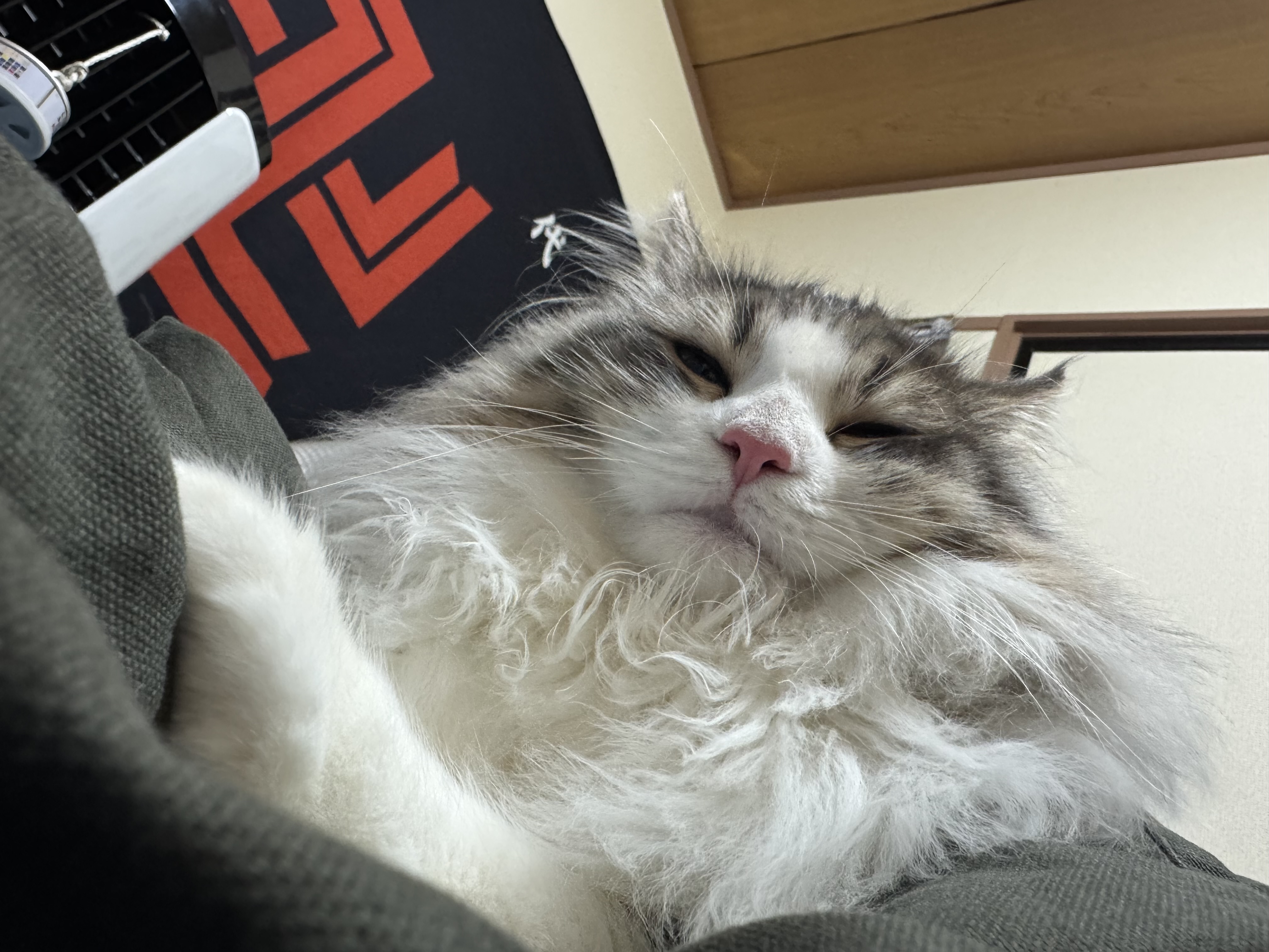 ユキ