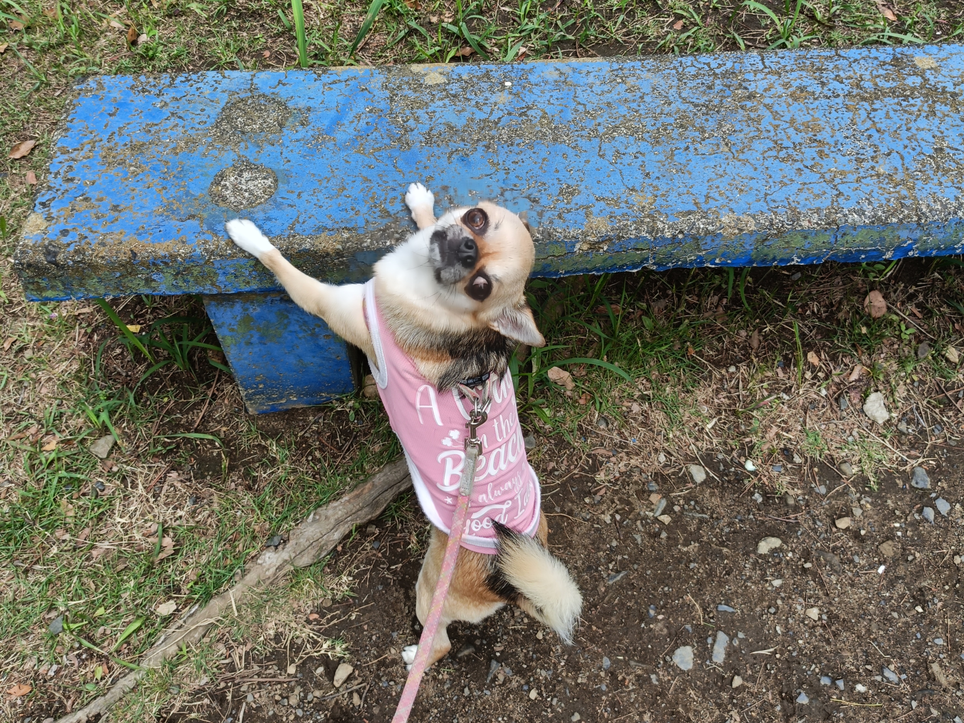 ゆず