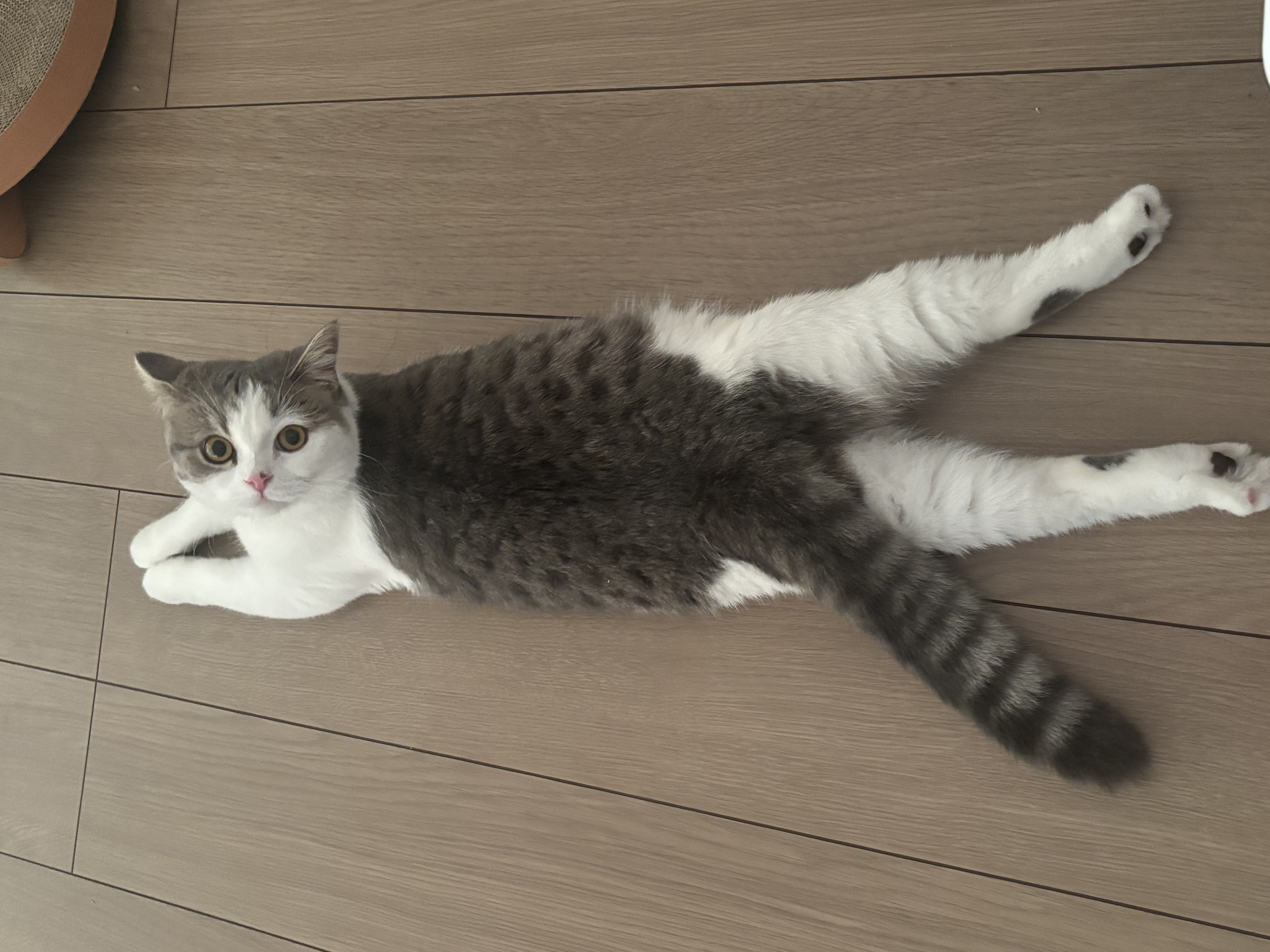 ララ
