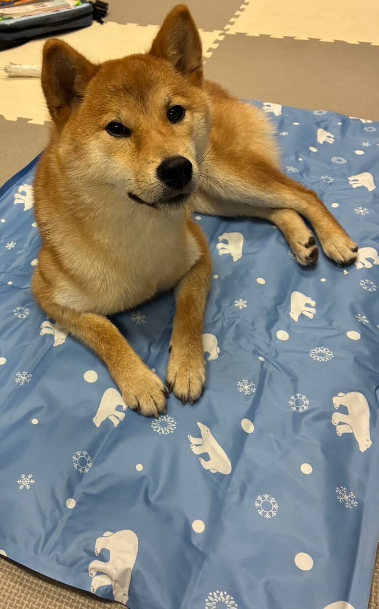 こまち