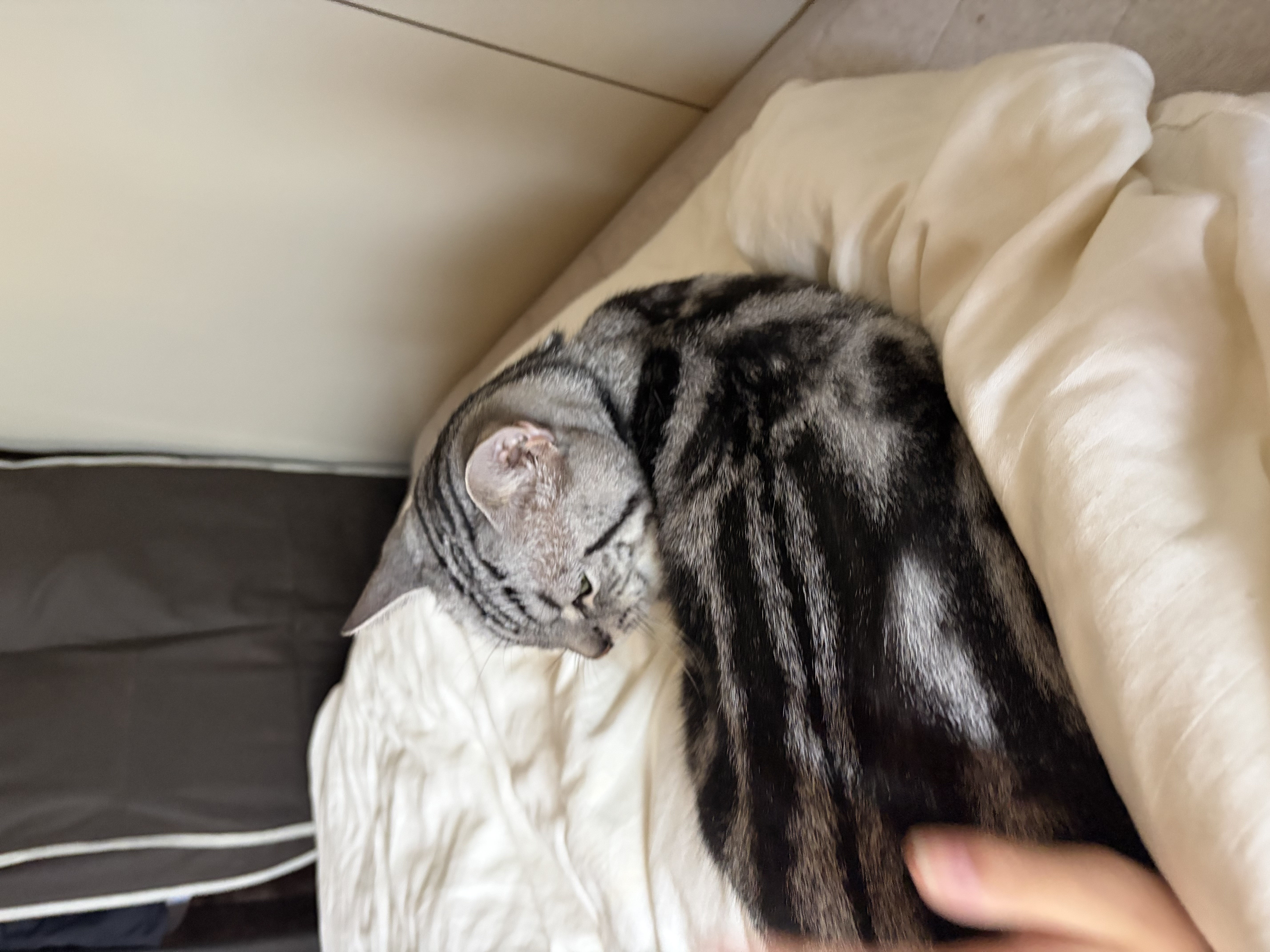 るる