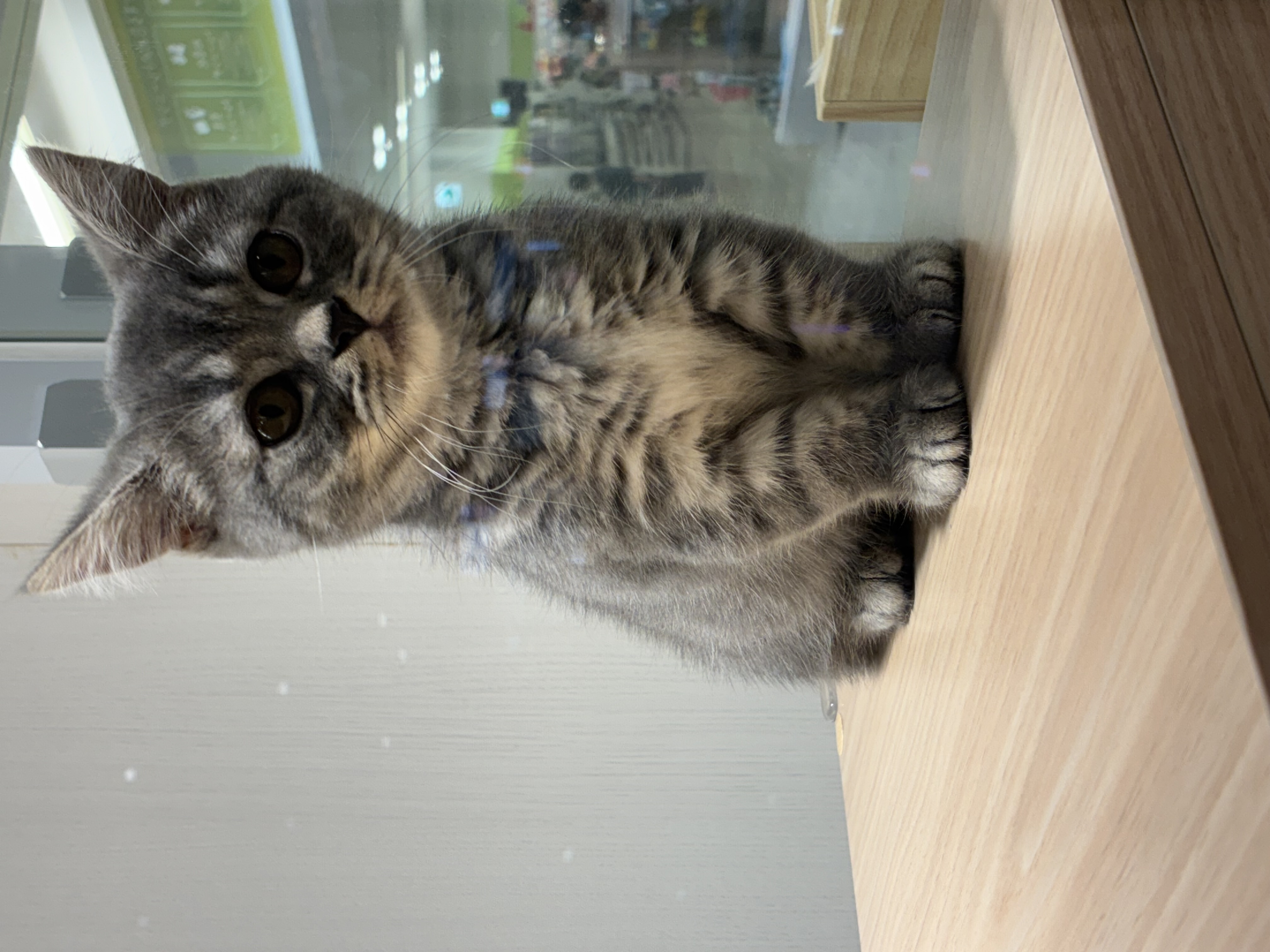 ひめ