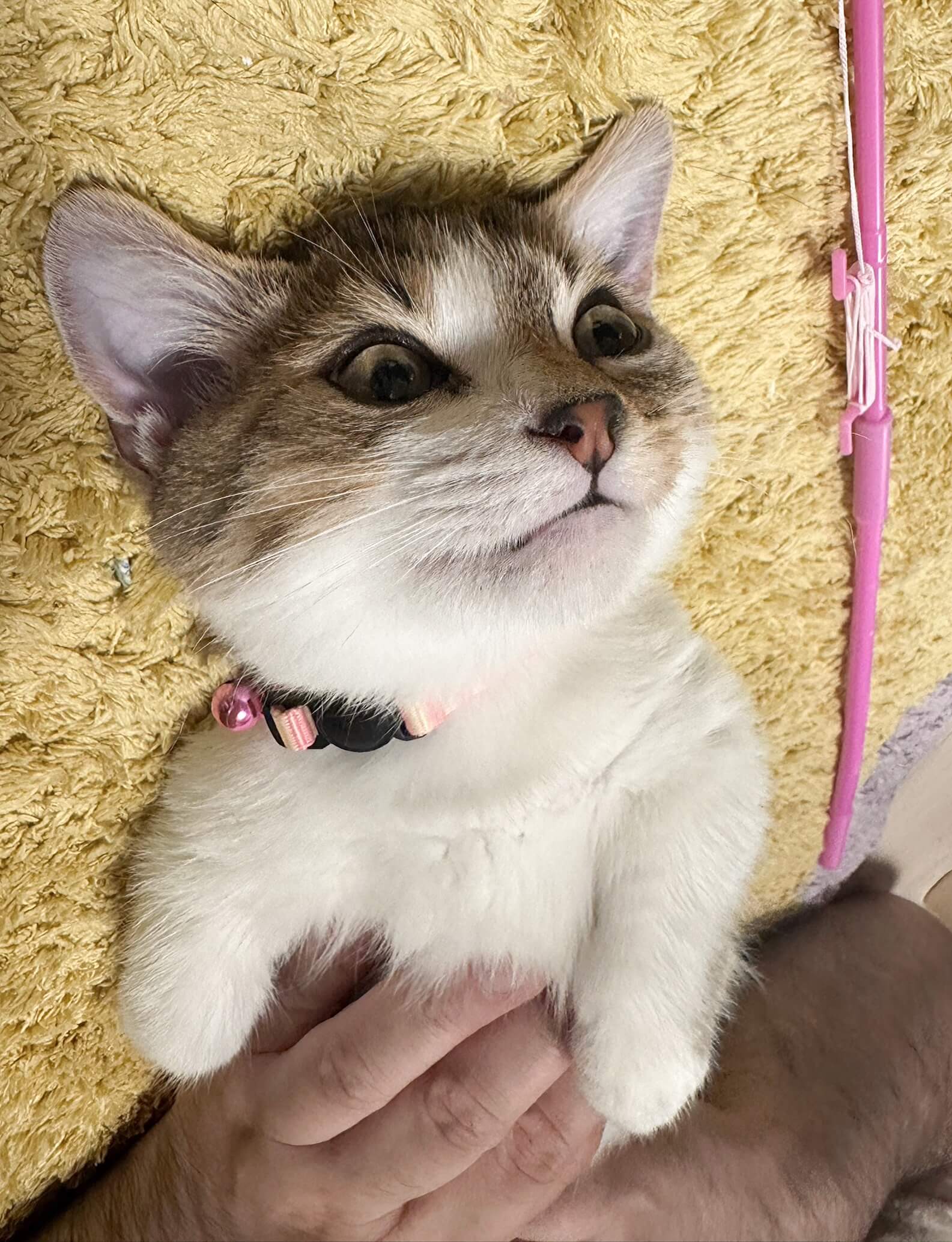 ひかり