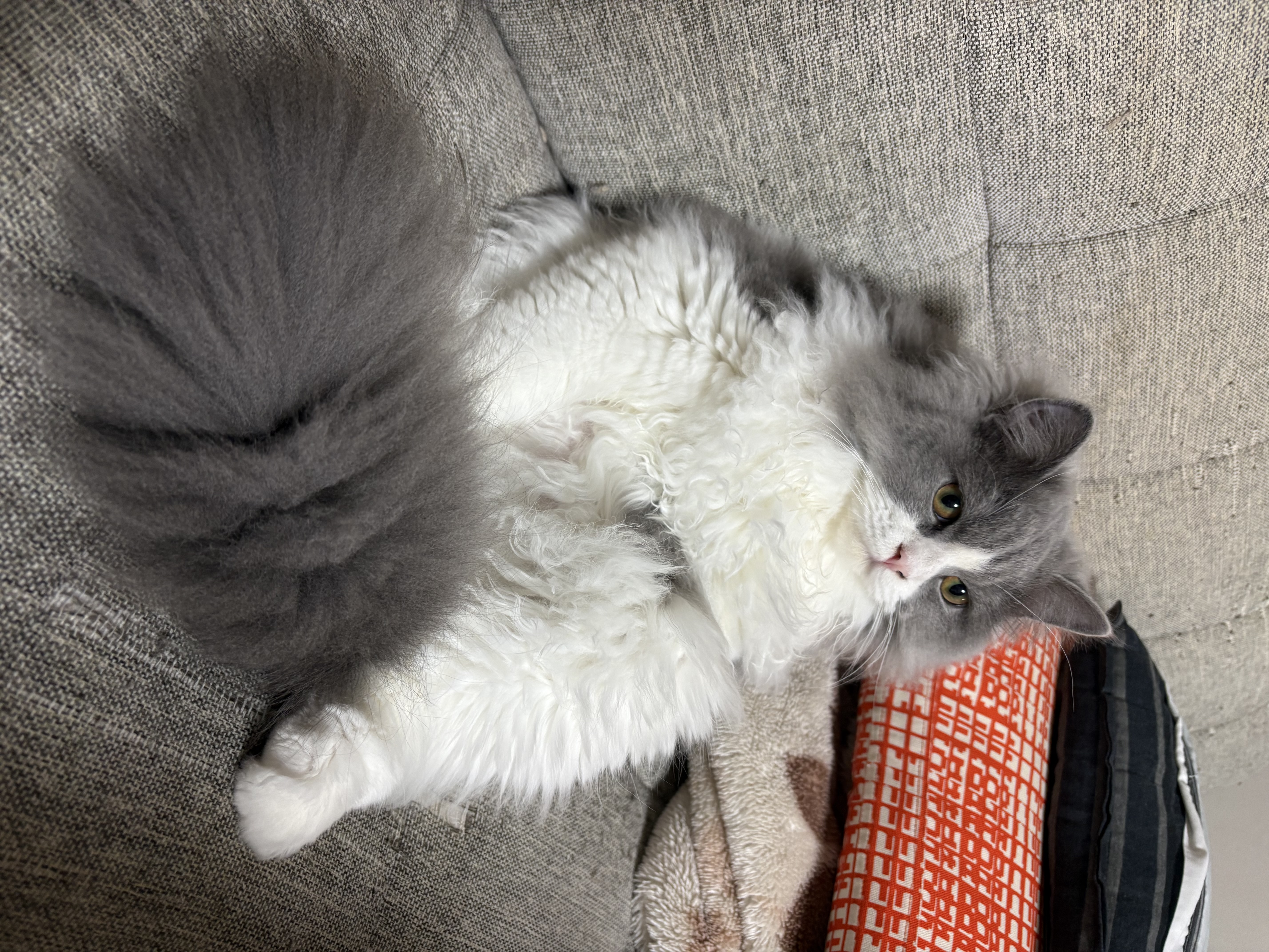 鰤