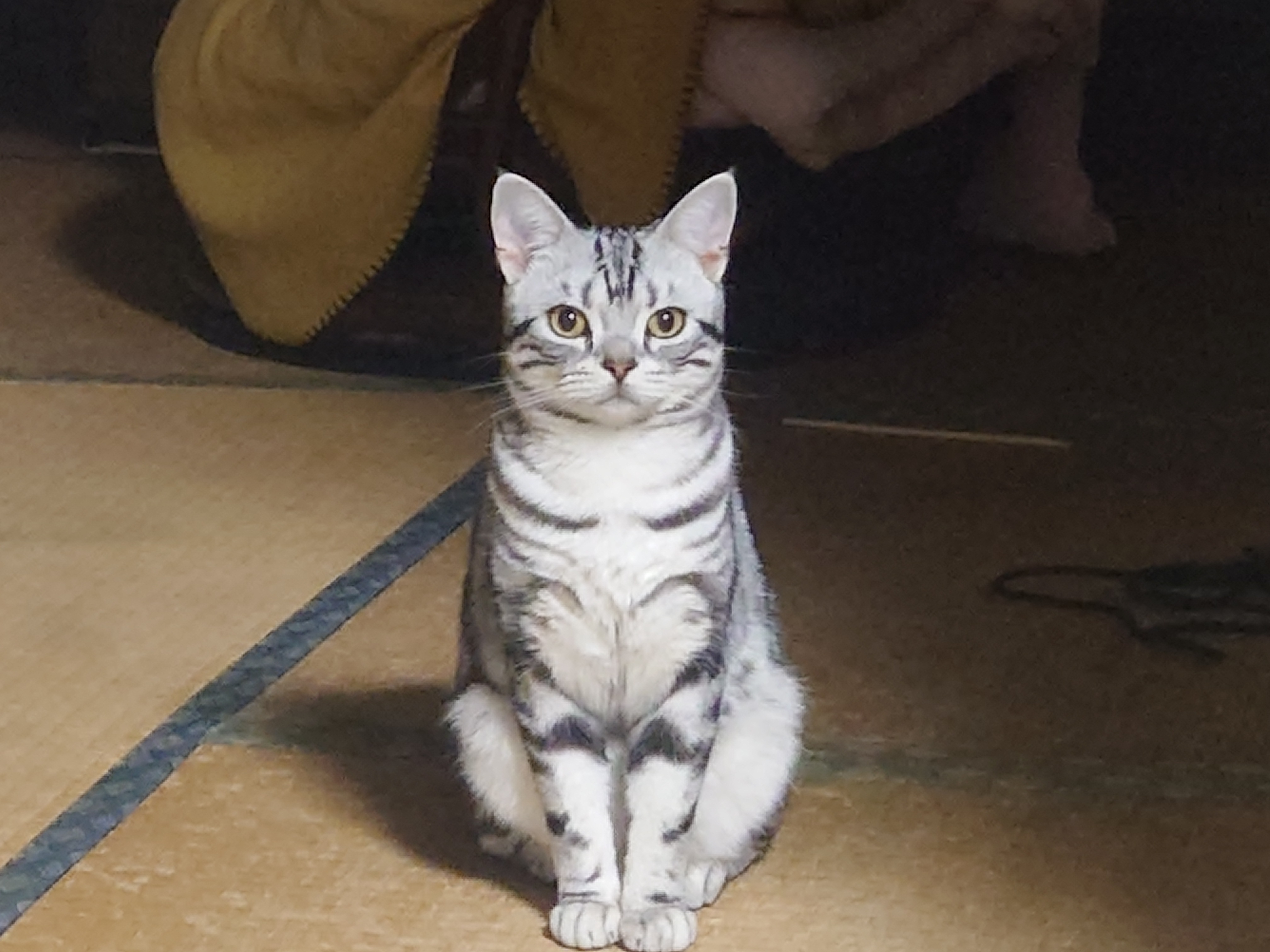 マサ